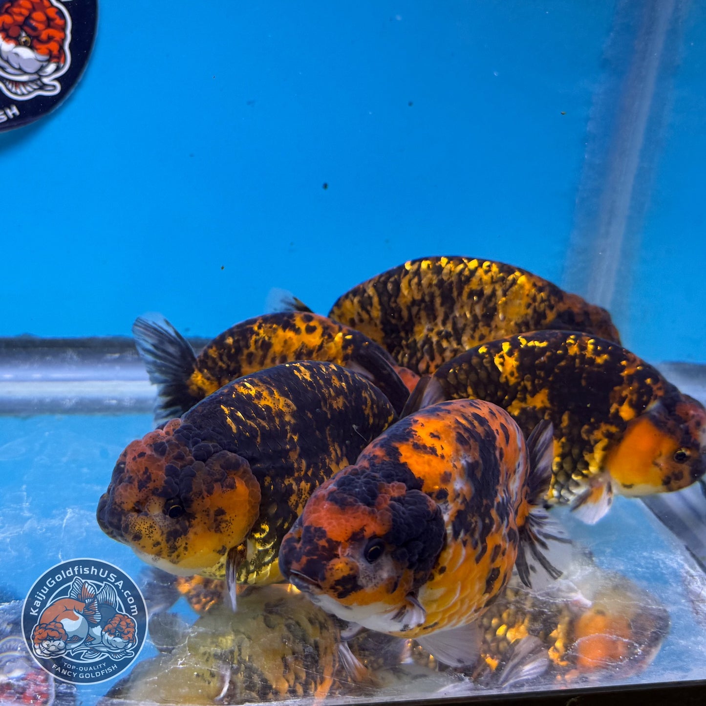 Red Tiger Ranchu 3.5-4 inch Body (260814_RC07) | We pick, you save!