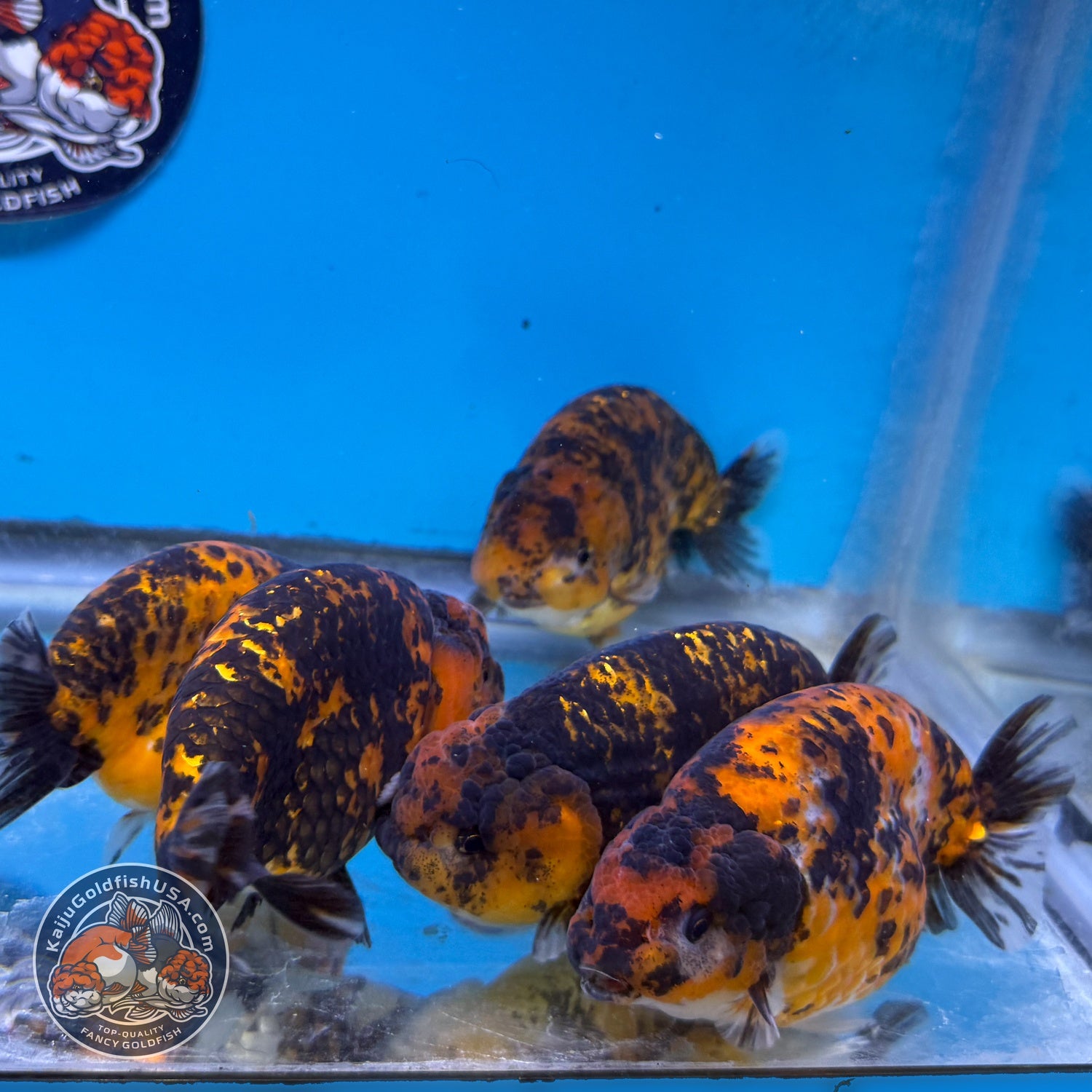 Red Tiger Ranchu 3.5-4 inch Body (260814_RC07) | We pick, you save!