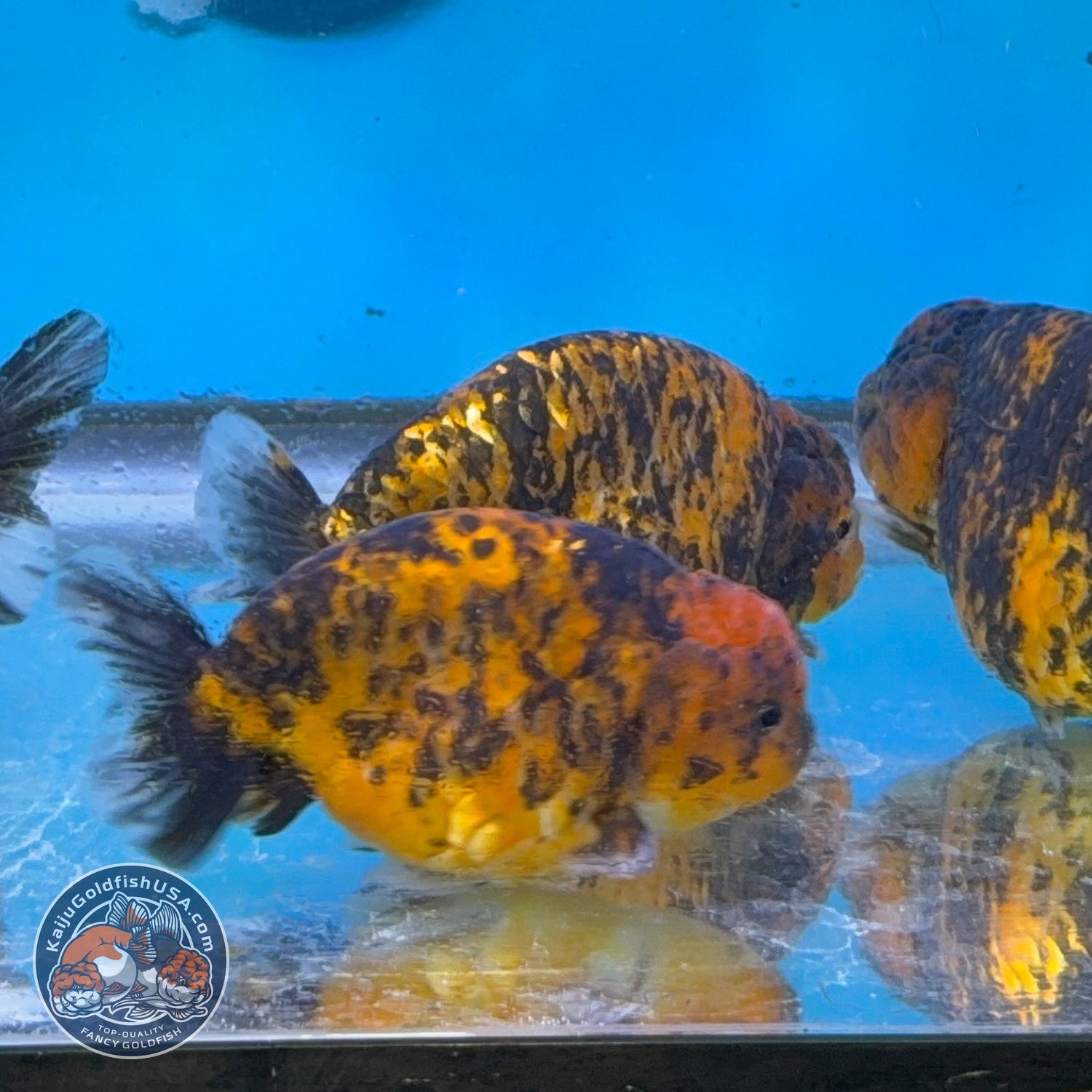 Red Tiger Ranchu 3.5-4 inch Body (260814_RC07) | We pick, you save!