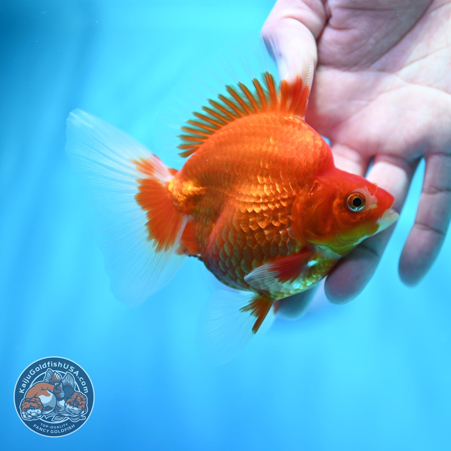 Red White Broad Tail Ryukin 3.5 inch Body (260605_RY01)
