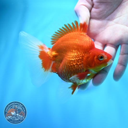 Red White Broad Tail Ryukin 3.5 inch Body (260605_RY01)