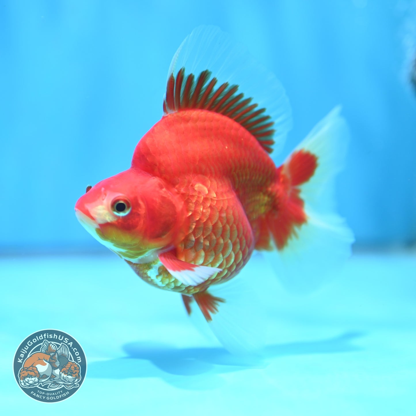 Red White Broad Tail Ryukin 3.5 inch Body (260605_RY01)