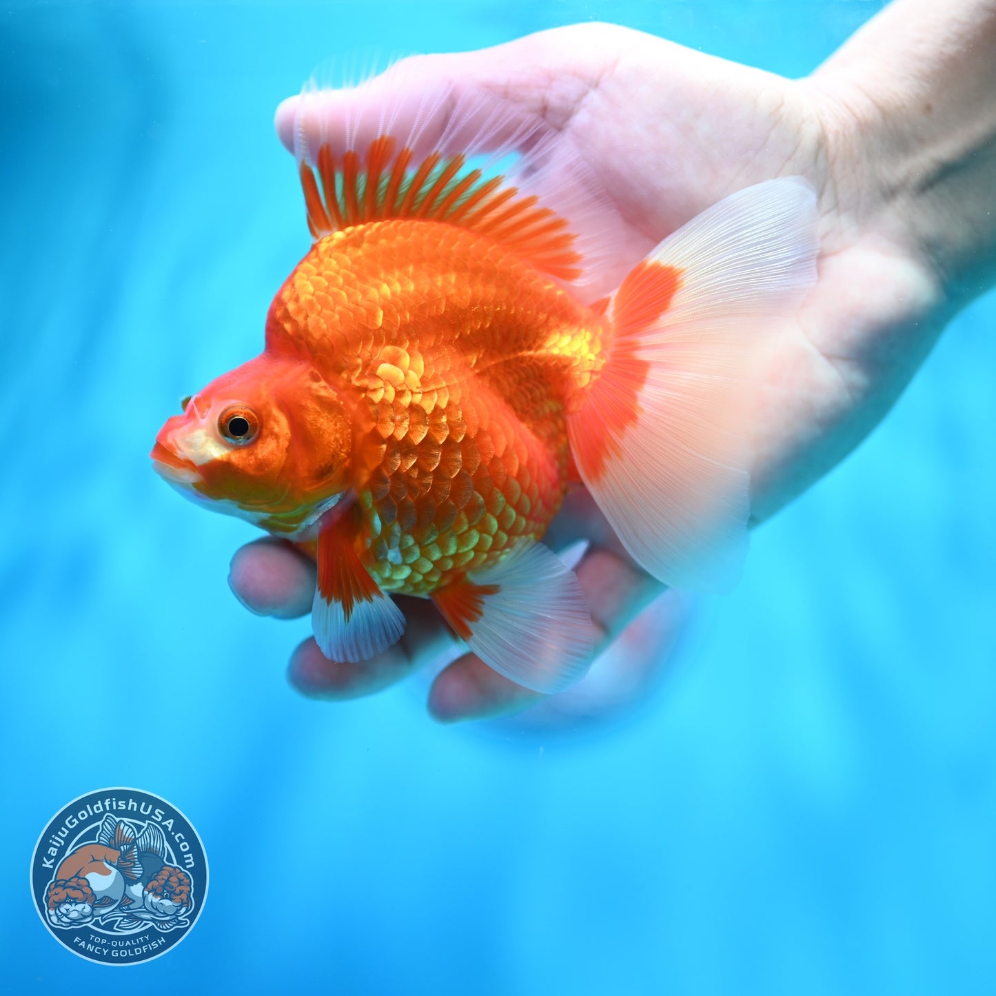 Red White Broad Tail Ryukin 3.5 inch Body (260605_RY01)