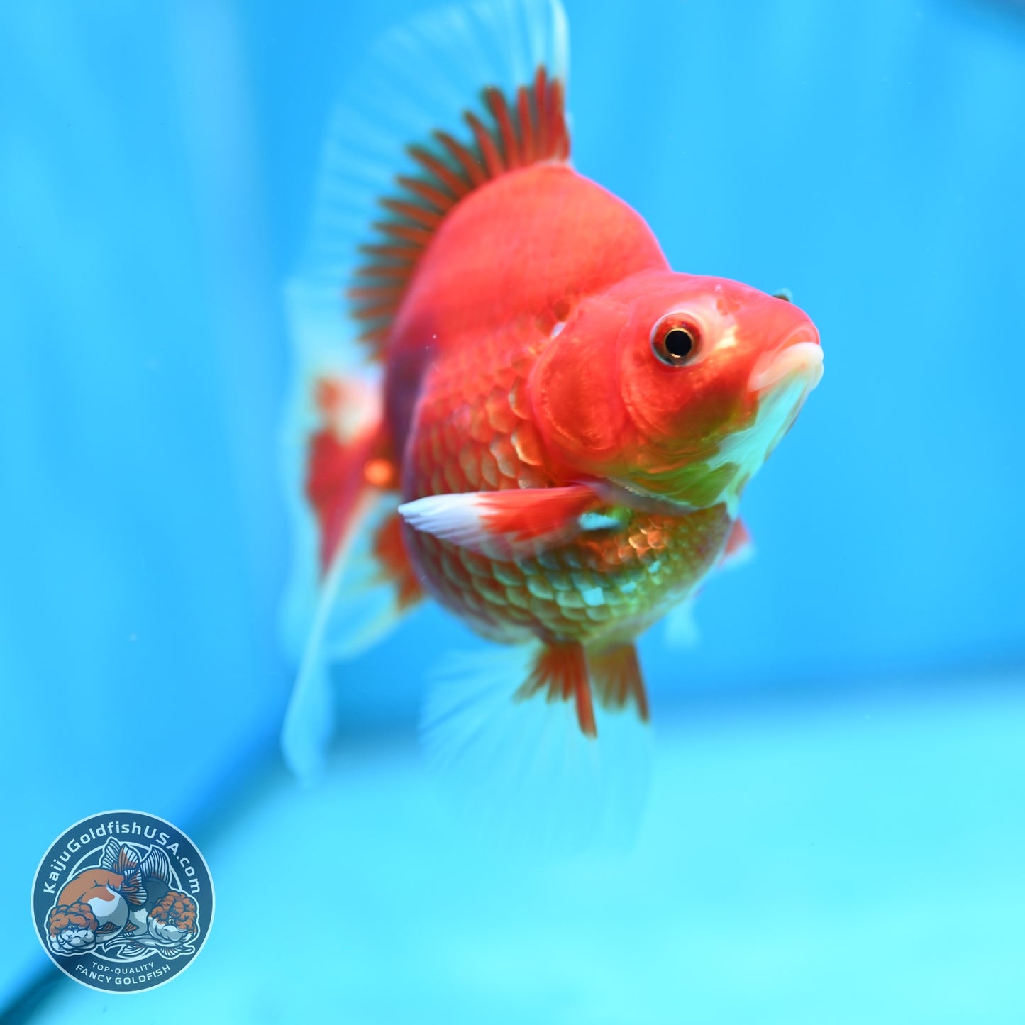Red White Broad Tail Ryukin 3.5 inch Body (260605_RY01)