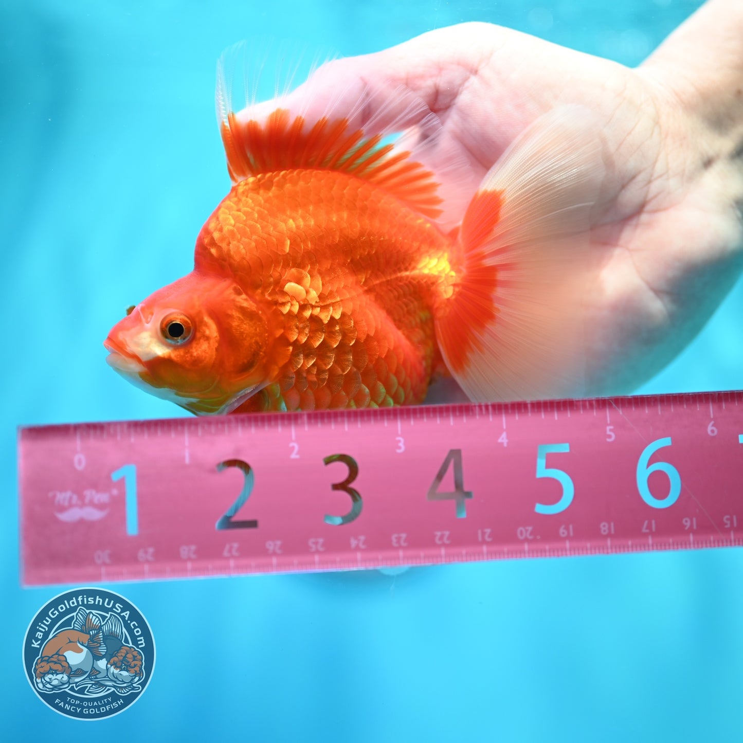 Red White Broad Tail Ryukin 3.5 inch Body (260605_RY01)