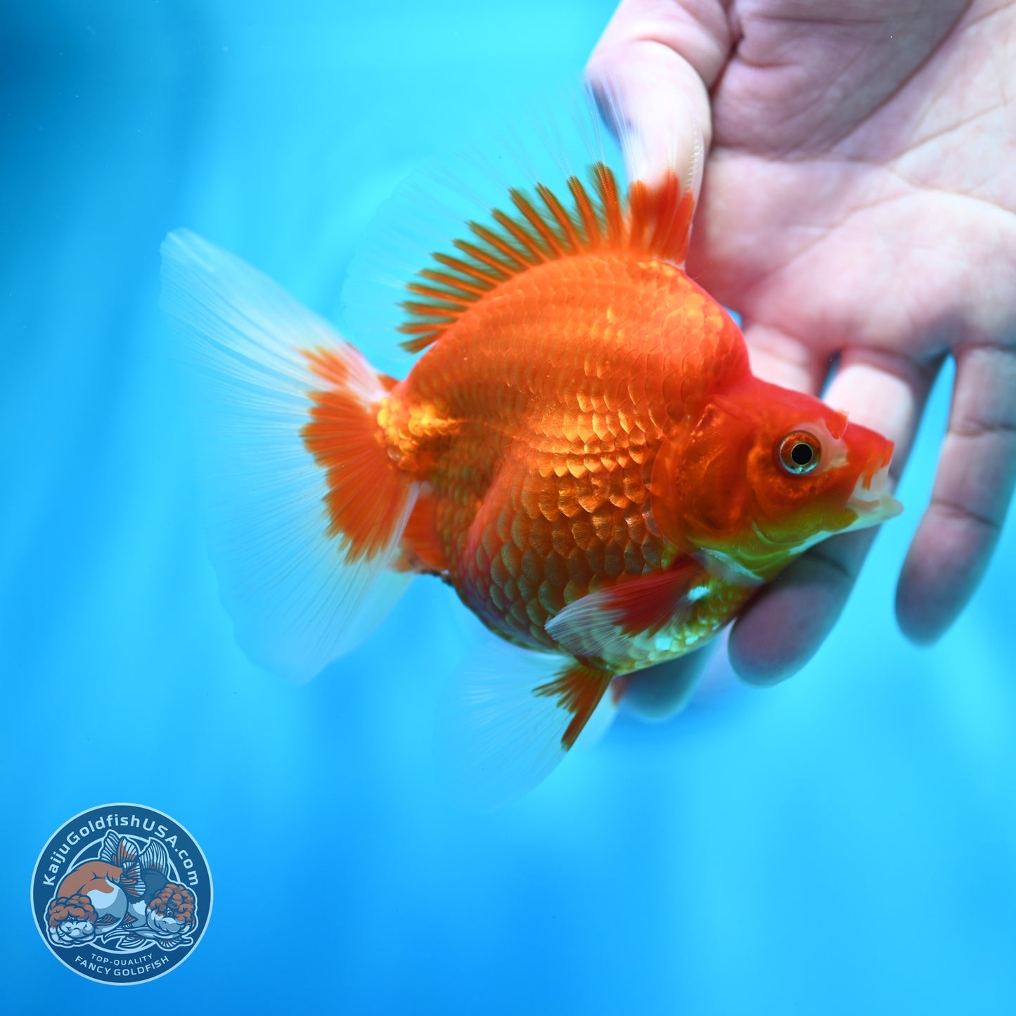 Red White Broad Tail Ryukin 3.5 inch Body (260605_RY01)
