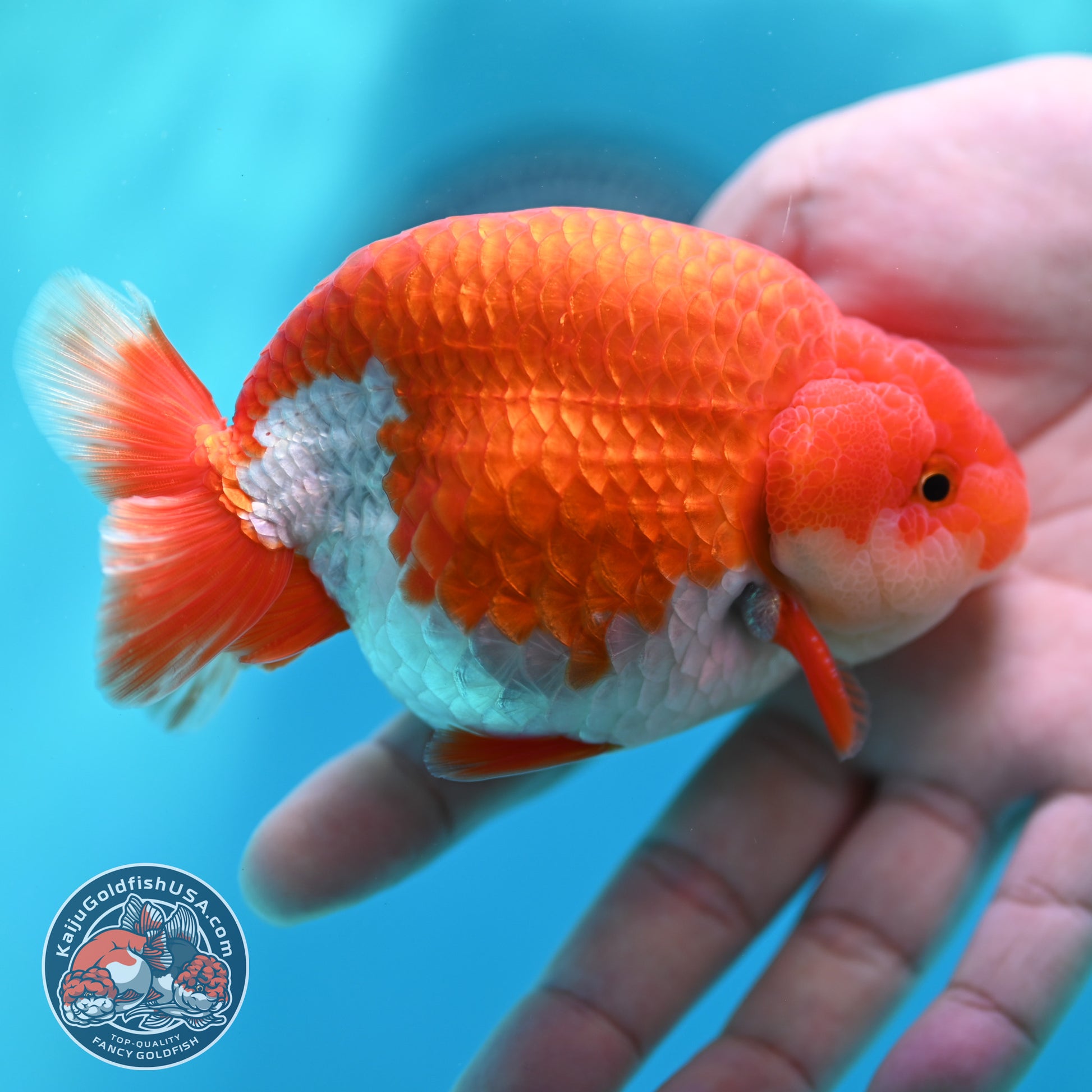 Red White Buffalo Ranchu 3.8 inch Body (260501_RC05)