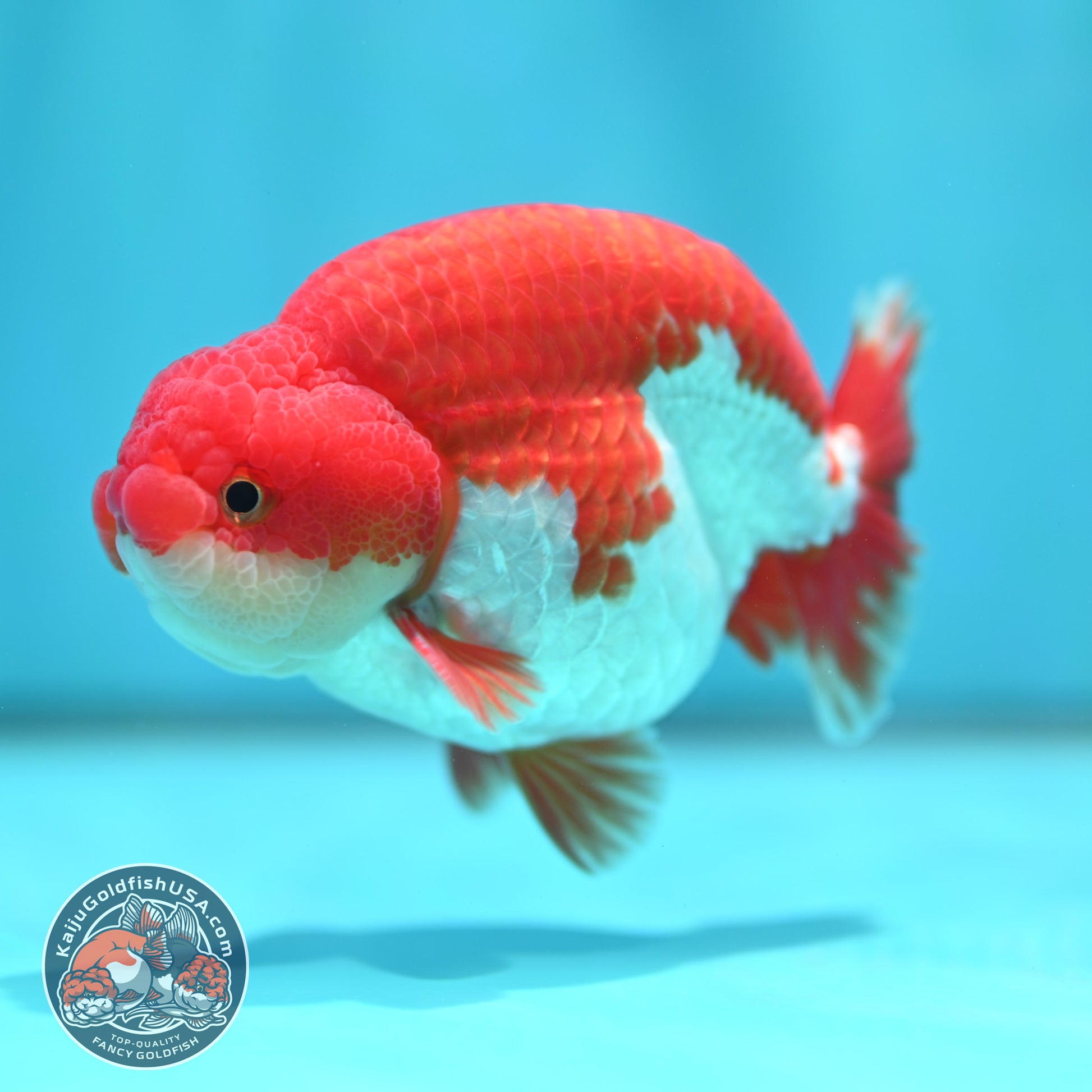 Red White Buffalo Ranchu 3.8 inch Body (260501_RC05)