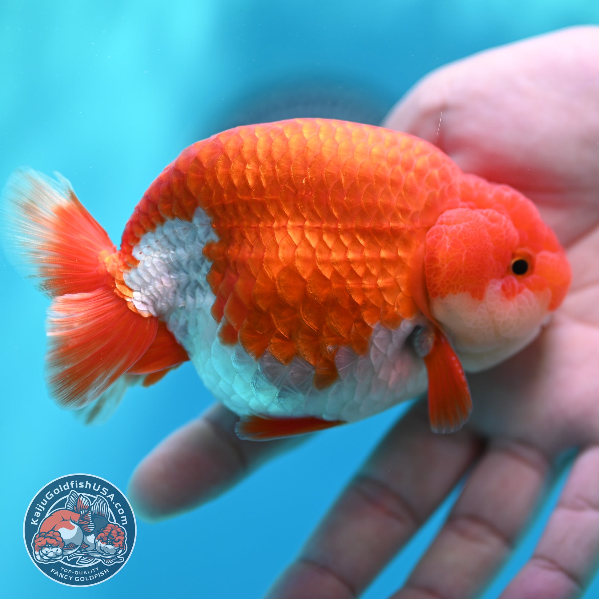 Red White Buffalo Ranchu 3.8 inch Body (260501_RC05)