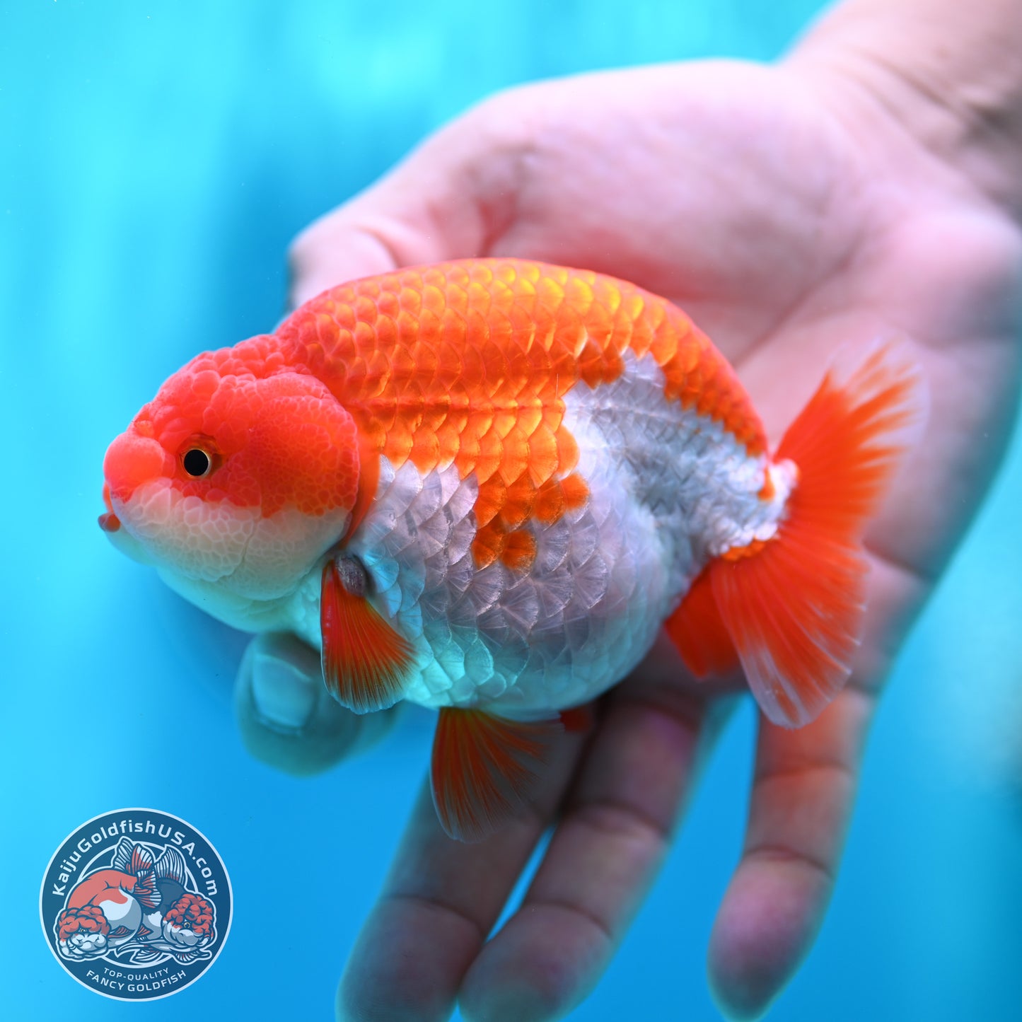 Red White Buffalo Ranchu 3.8 inch Body (260501_RC05)