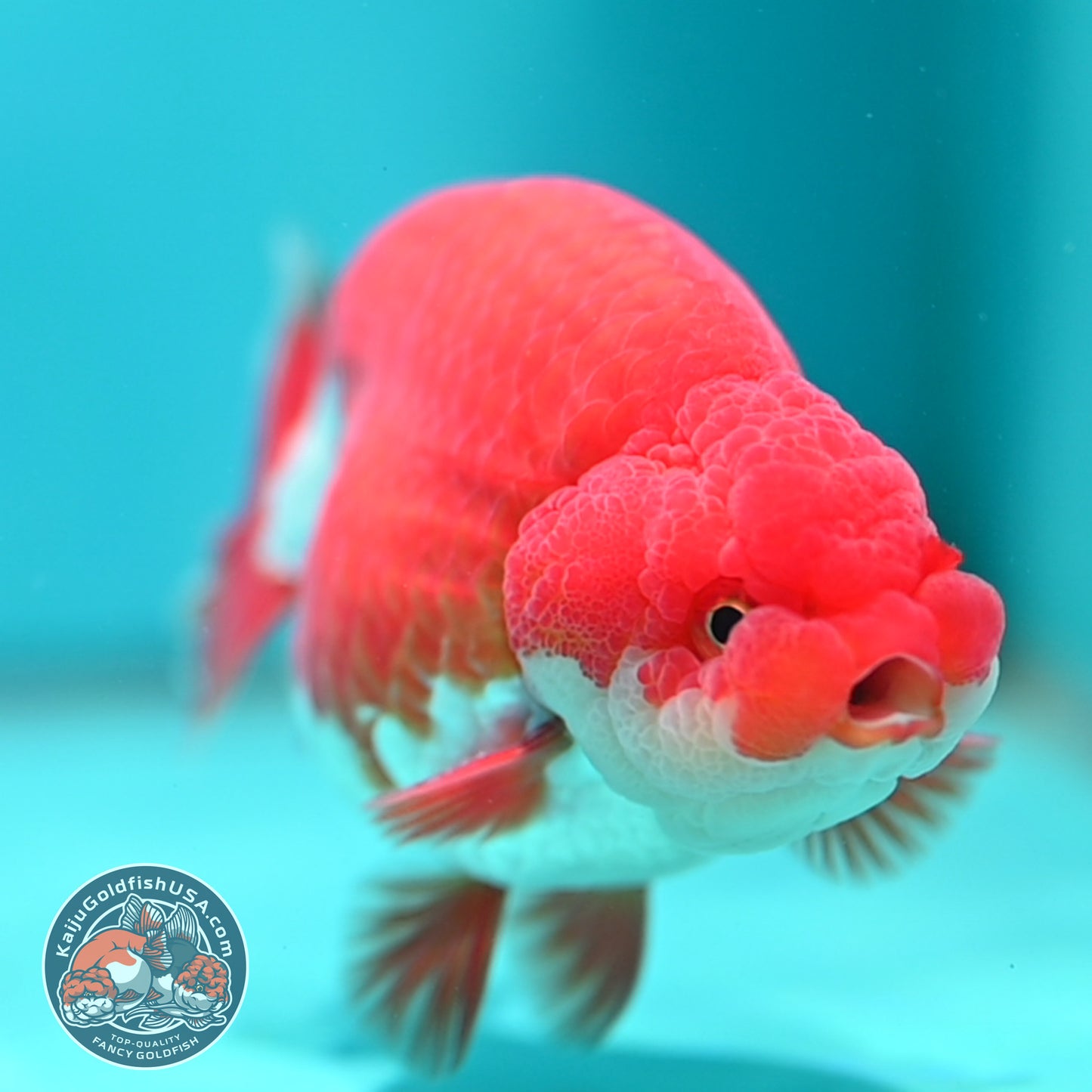 Red White Buffalo Ranchu 3.8 inch Body (260501_RC05)