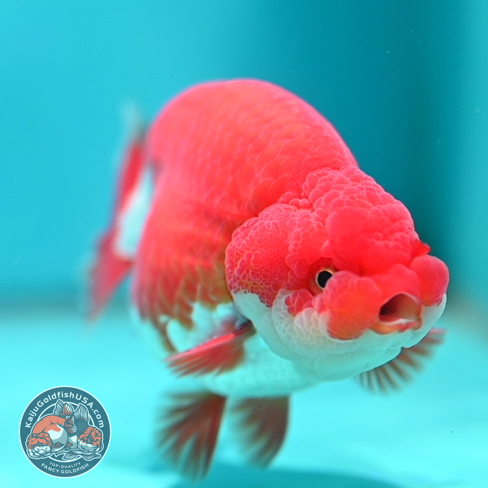 Red White Buffalo Ranchu 3.8 inch Body (260501_RC05)