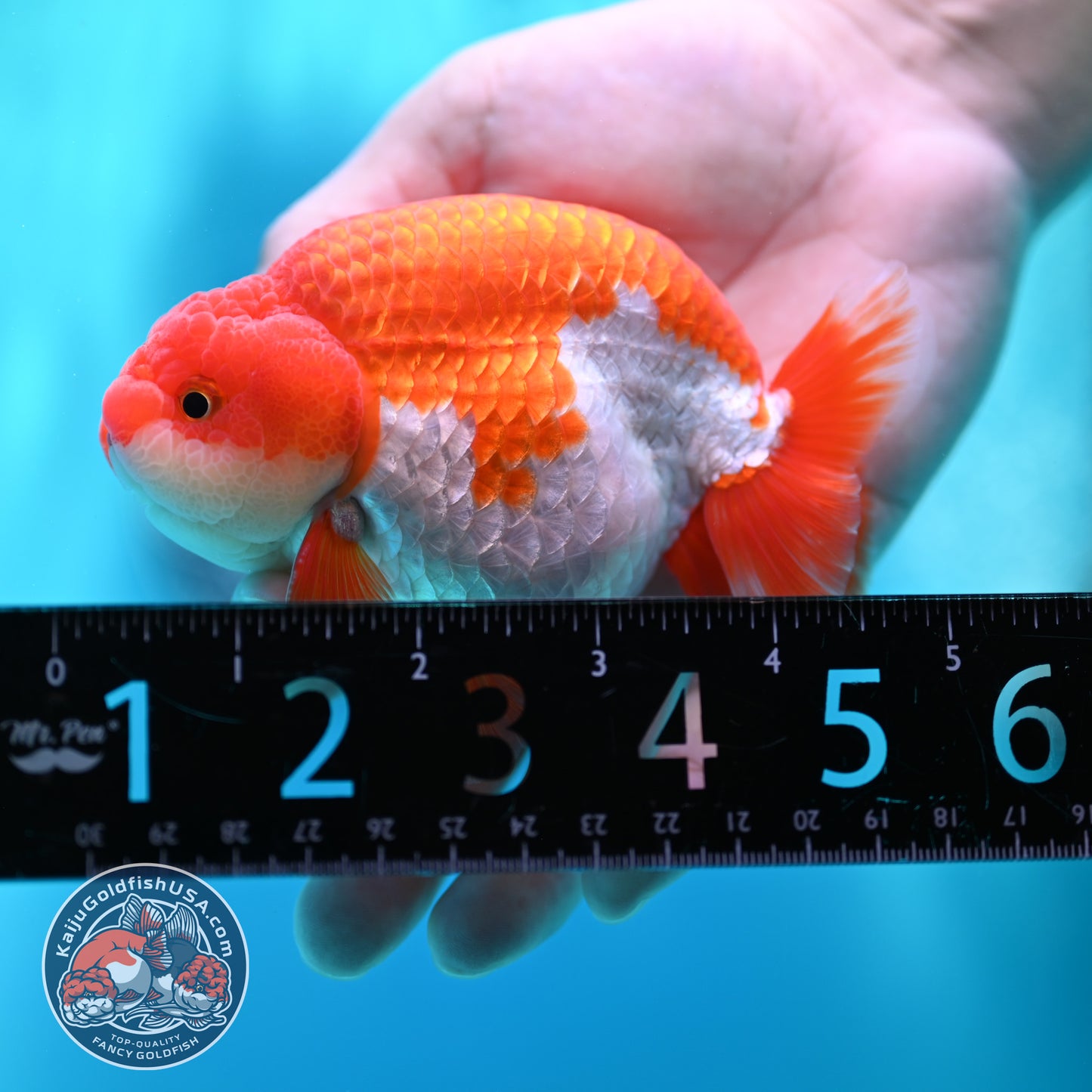 Red White Buffalo Ranchu 3.8 inch Body (260501_RC05)