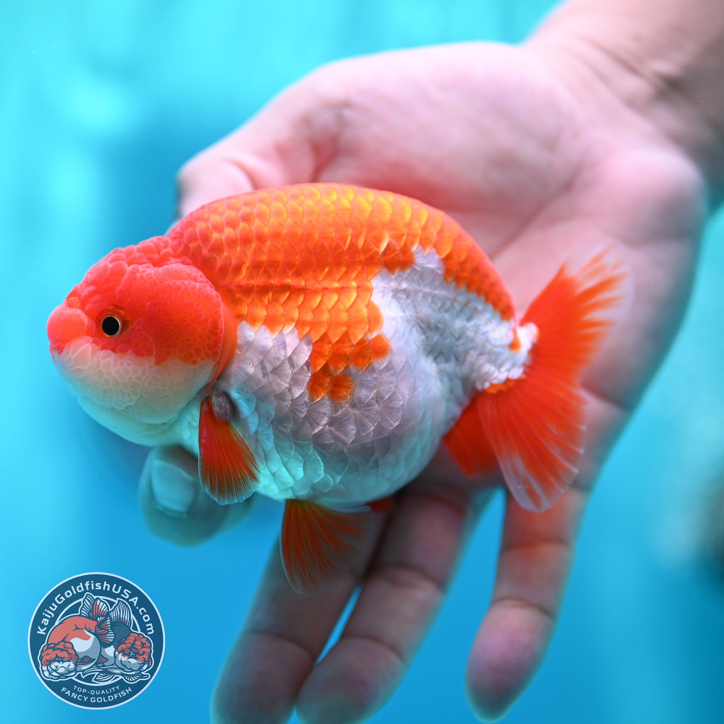 Red White Buffalo Ranchu 3.8 inch Body (260501_RC05)