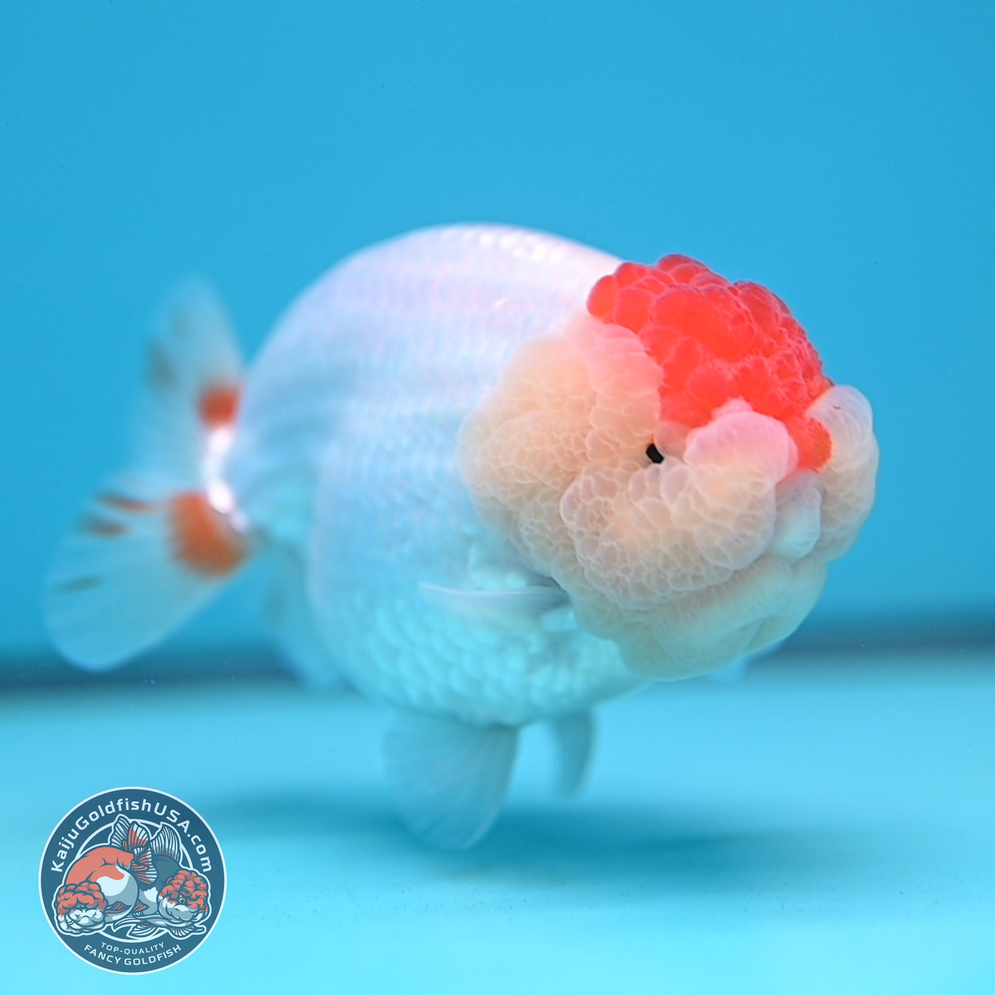 Red White Buffalo Ranchu 4 inch Body (251205_RC05)