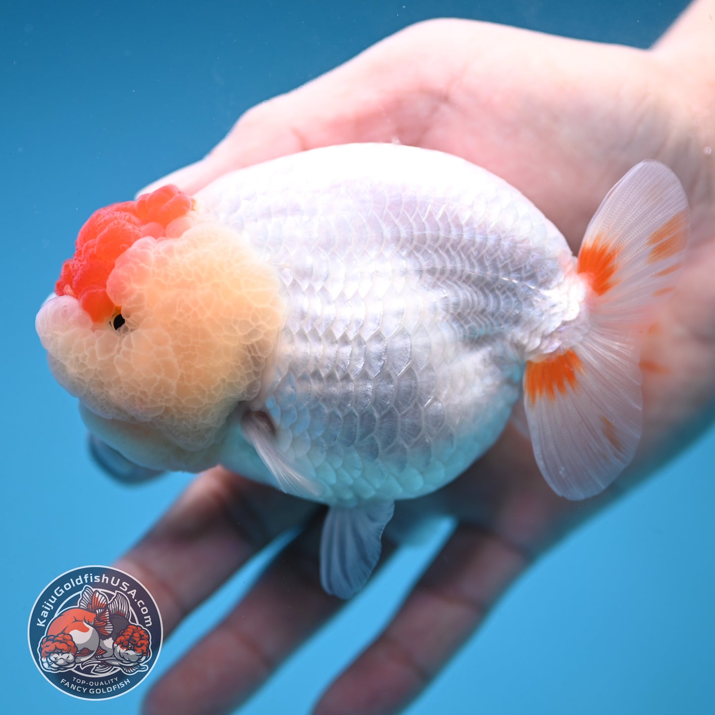 Red White Buffalo Ranchu 4 inch Body (251205_RC05)