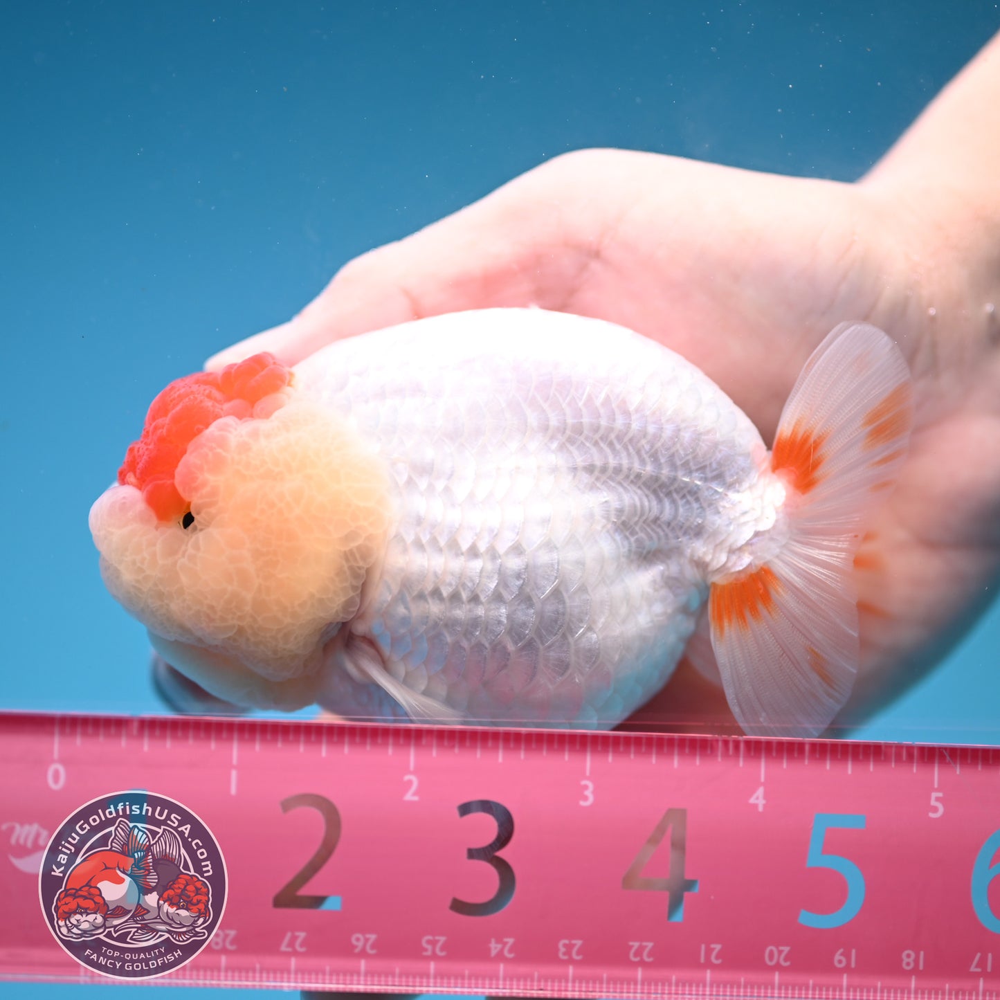 Red White Buffalo Ranchu 4 inch Body (251205_RC05)