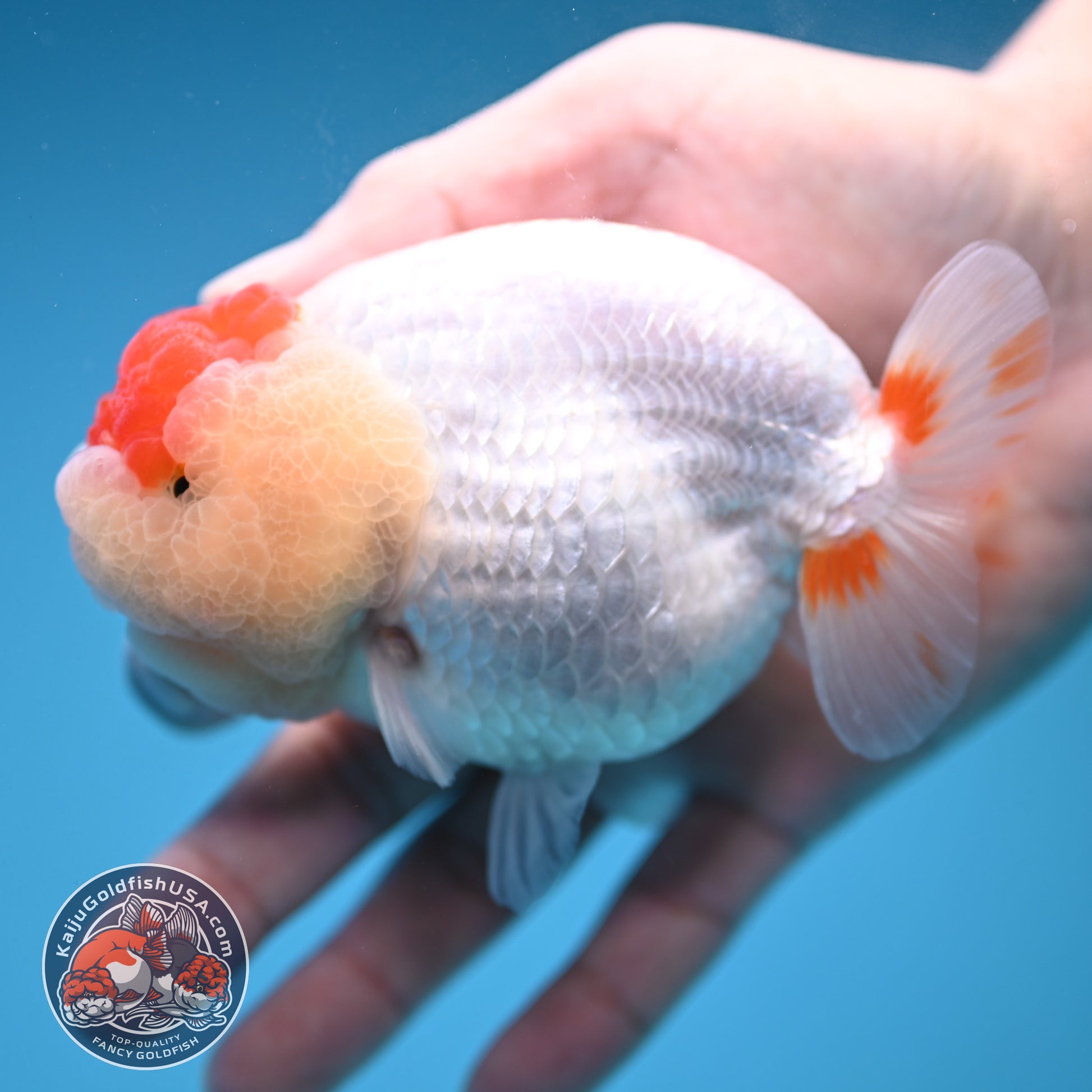 Red White Buffalo Ranchu 4 inch Body (251205_RC05)