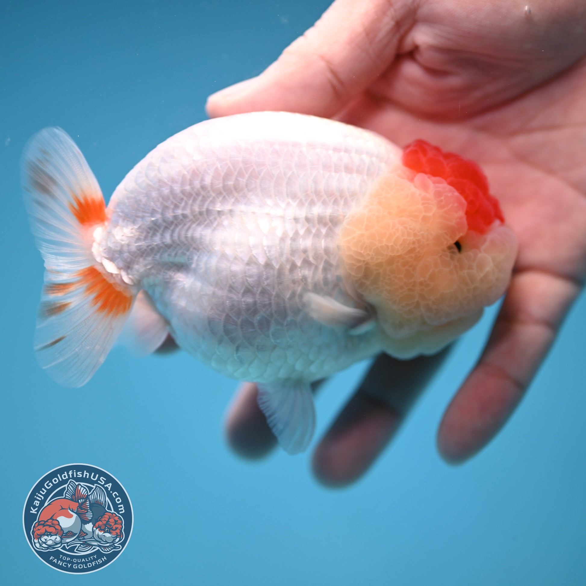 Red White Buffalo Ranchu 4 inch Body (251205_RC05)