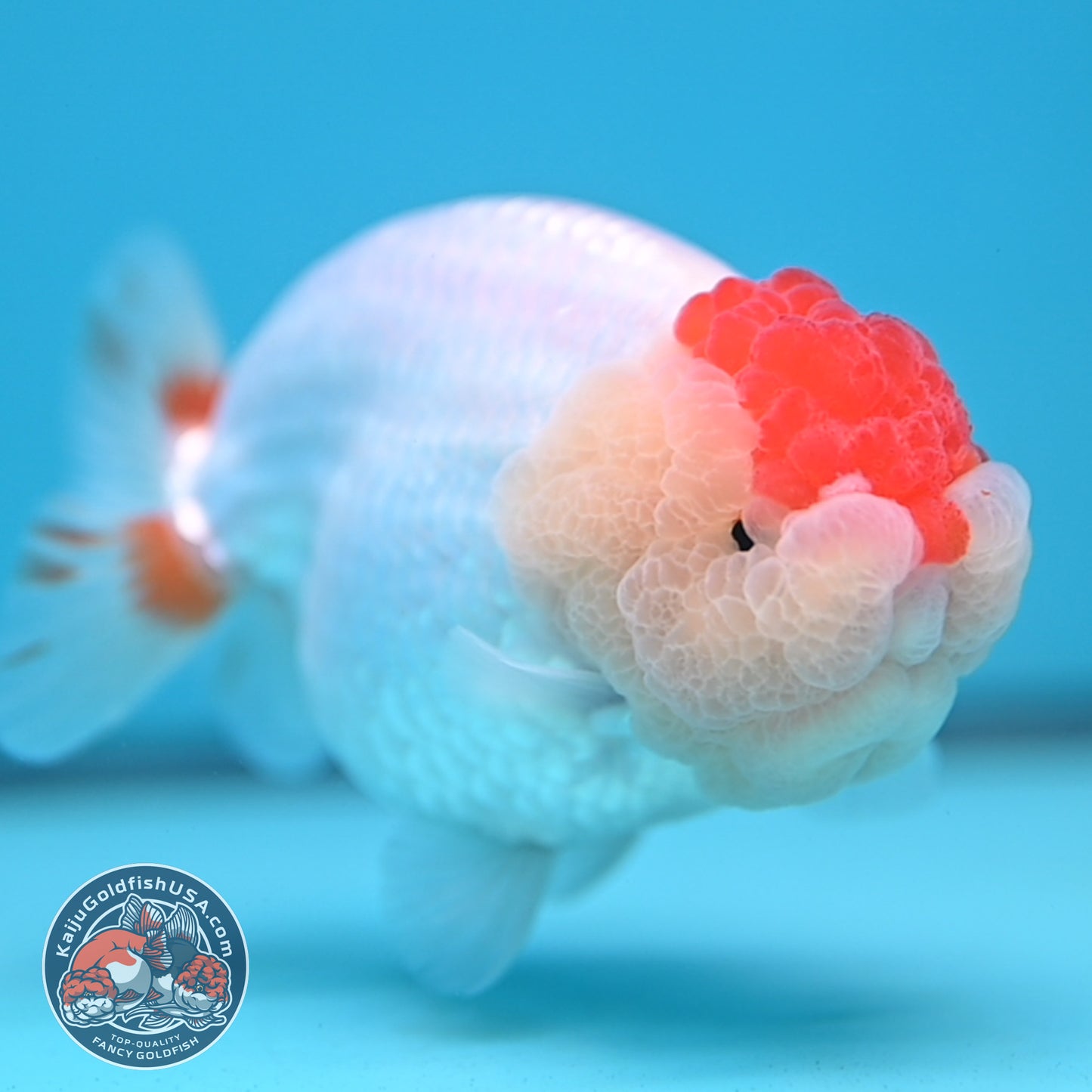 Red White Buffalo Ranchu 4 inch Body (251205_RC05)