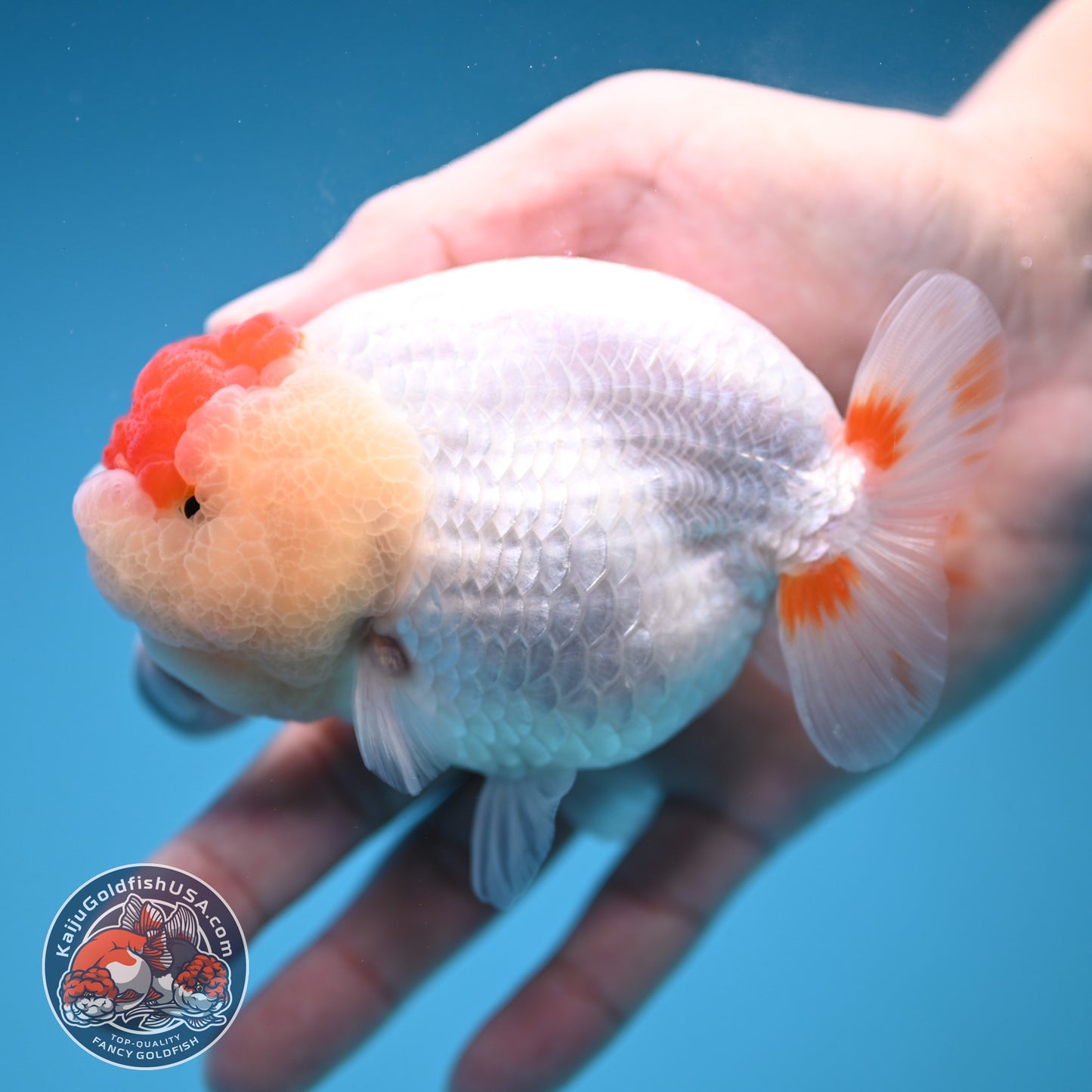 Red White Buffalo Ranchu 4 inch Body (251205_RC05)