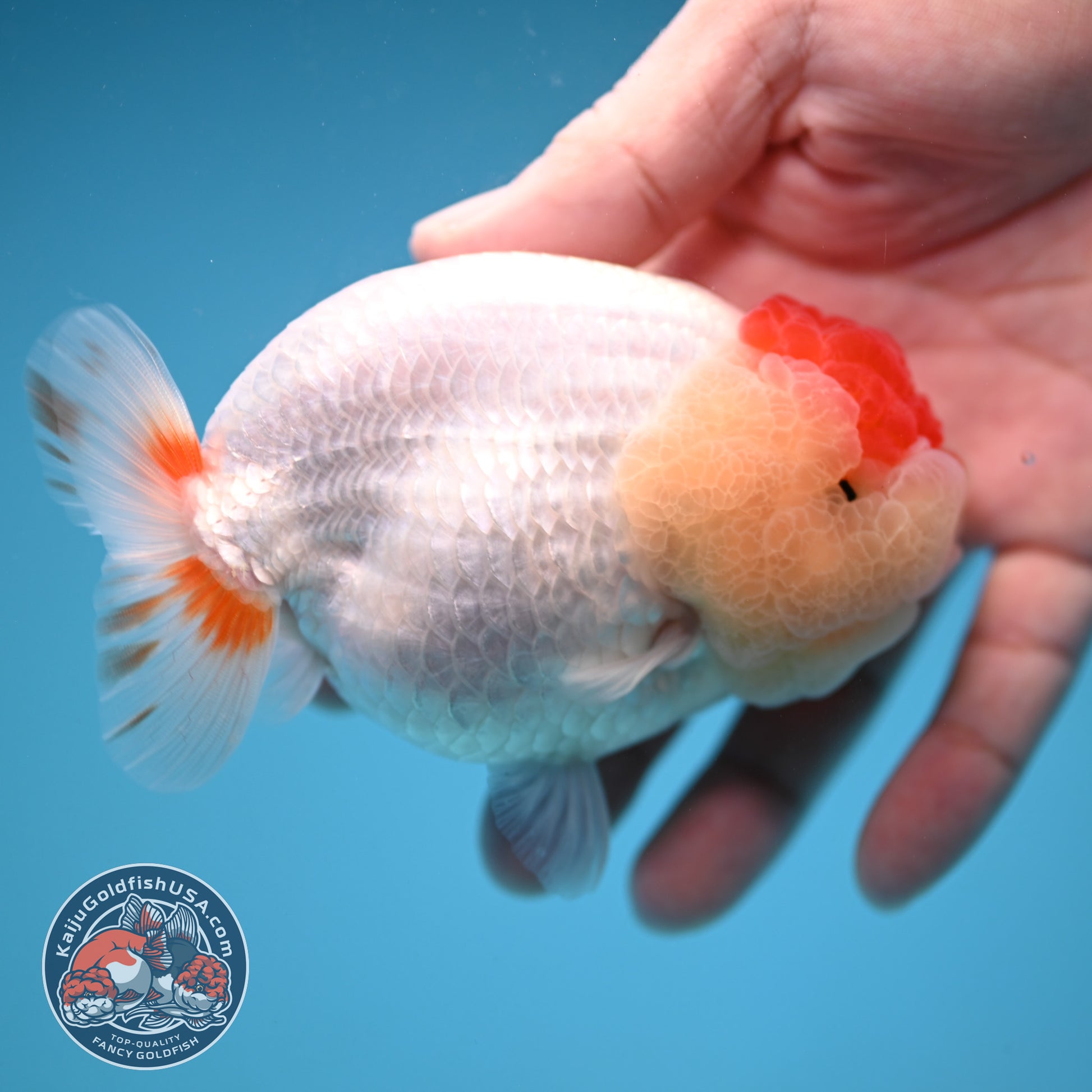 Red White Buffalo Ranchu 4 inch Body (251205_RC05)