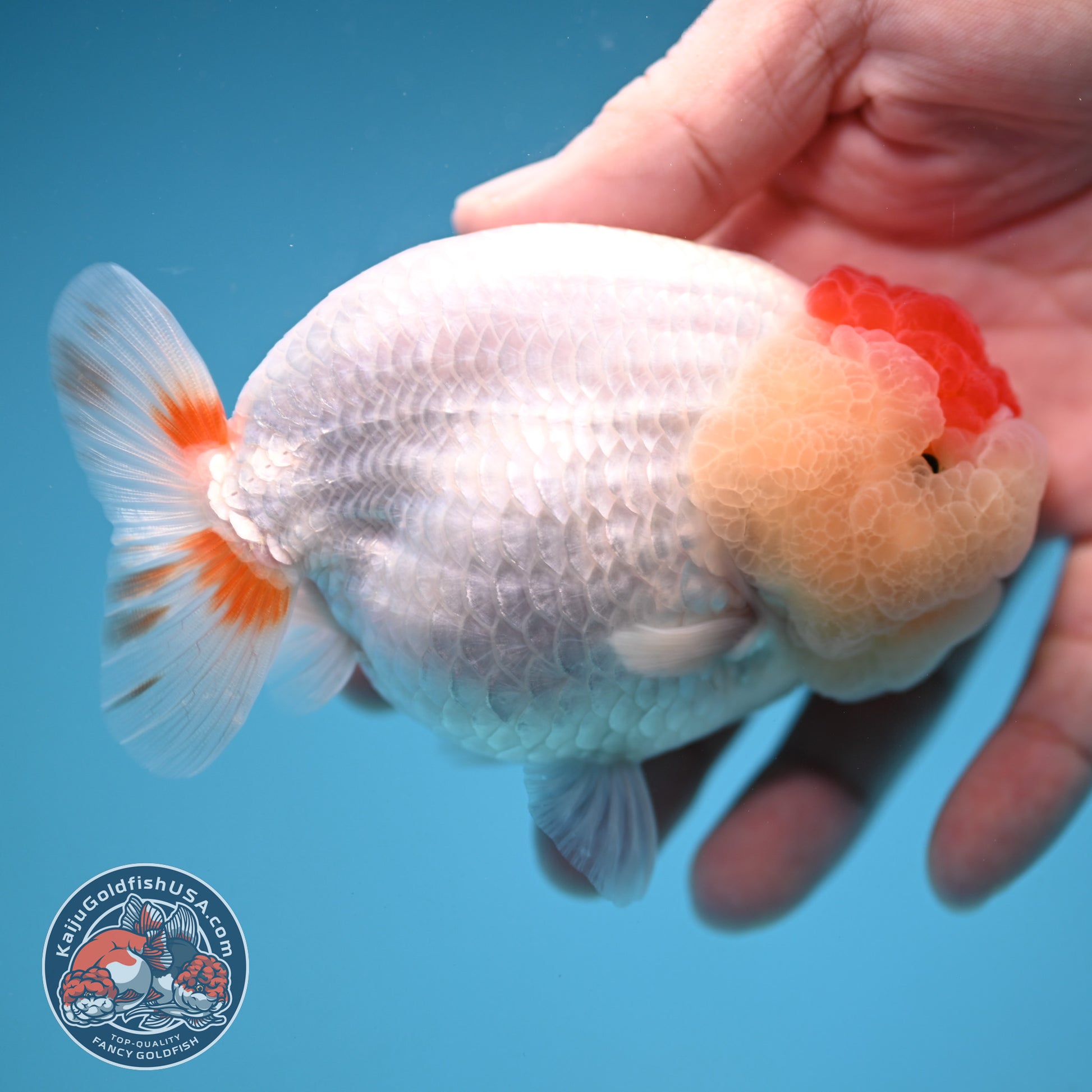 Red White Buffalo Ranchu 4 inch Body (251205_RC05)