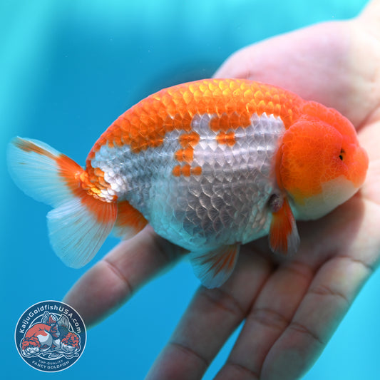 Red White Buffalo Ranchu 4 inch Body (260501_RC02)