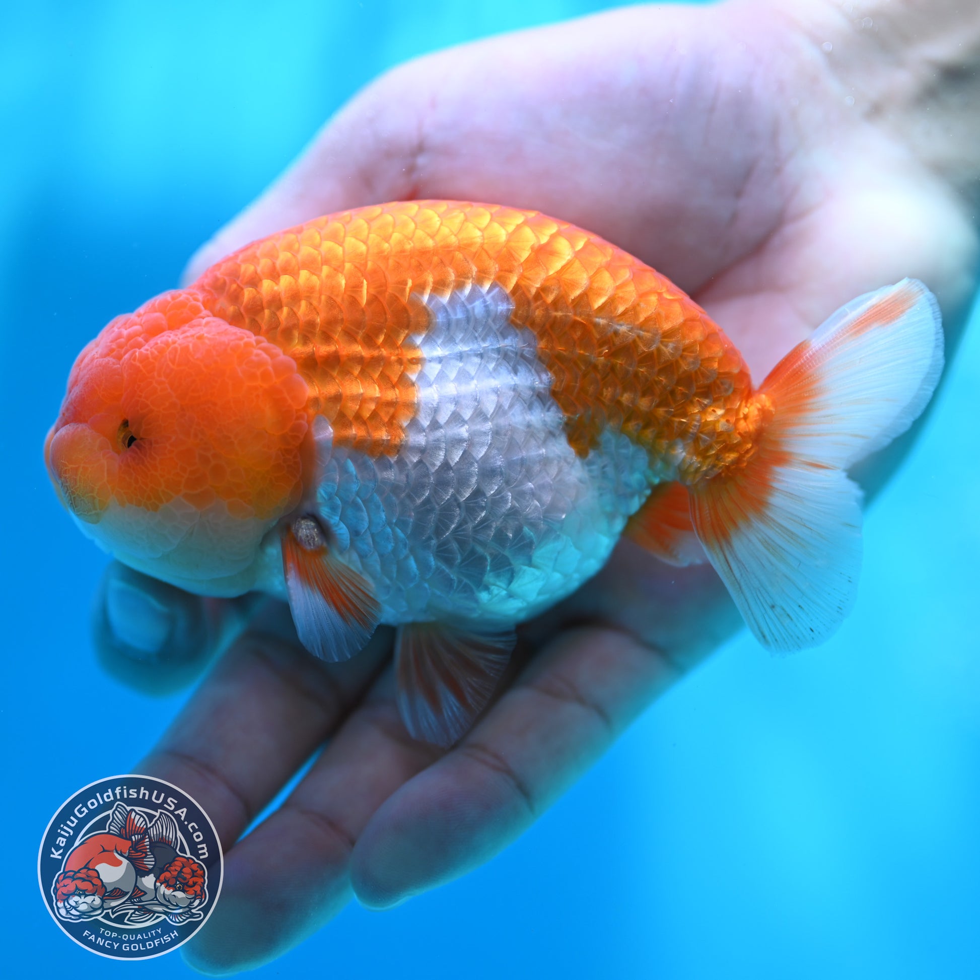 Red White Buffalo Ranchu 4 inch Body (260501_RC02)