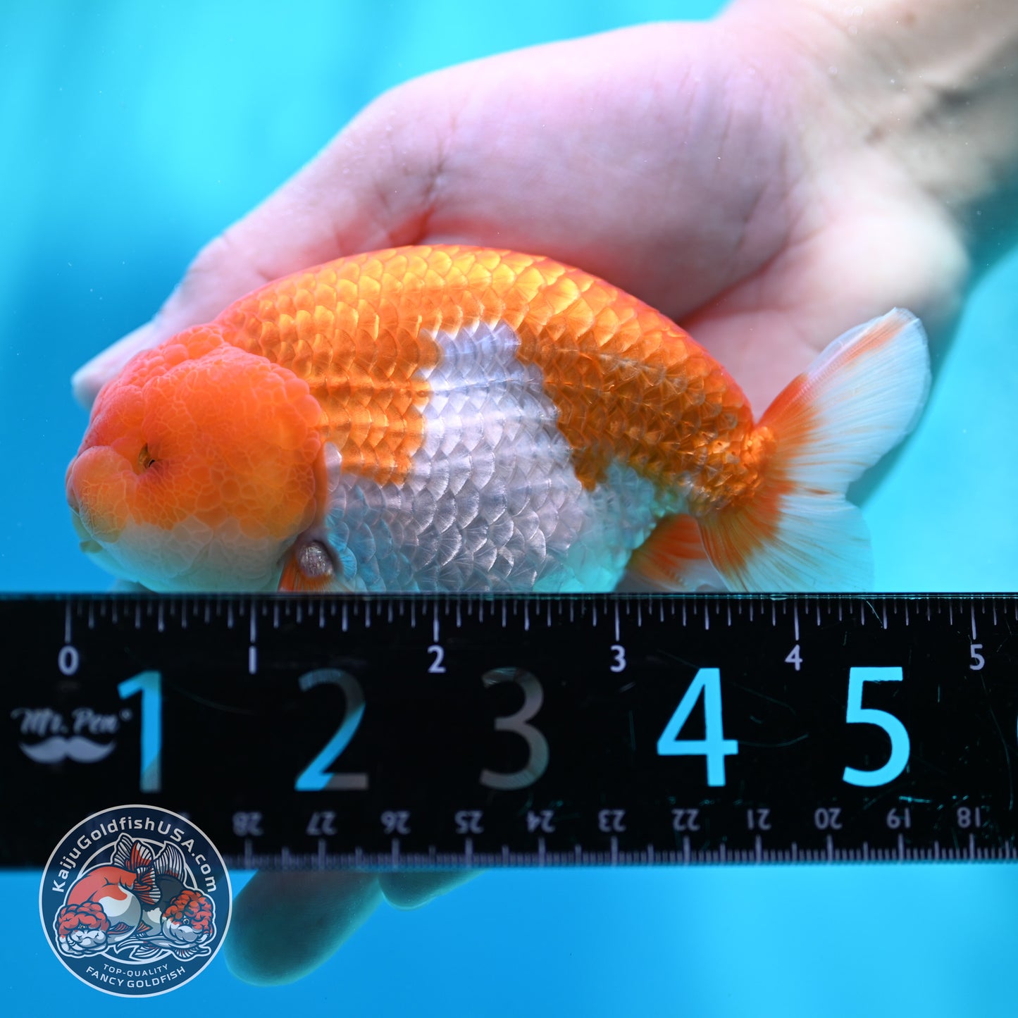 Red White Buffalo Ranchu 4 inch Body (260501_RC02)