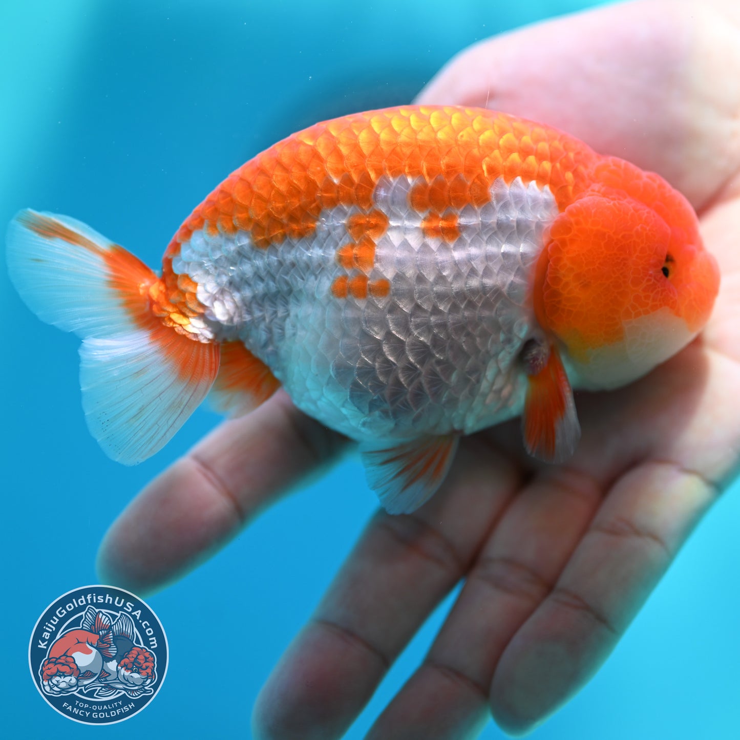 Red White Buffalo Ranchu 4 inch Body (260501_RC02)