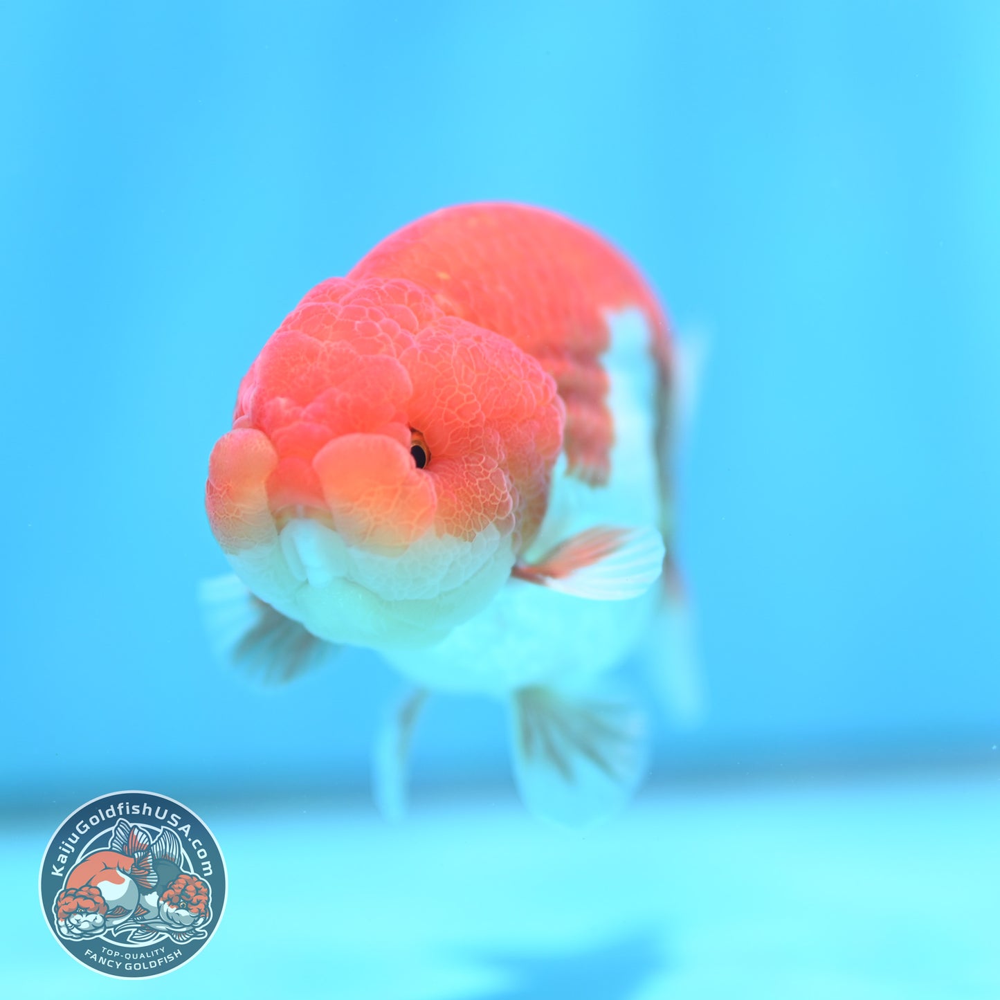 Red White Buffalo Ranchu 4 inch Body (260501_RC02)