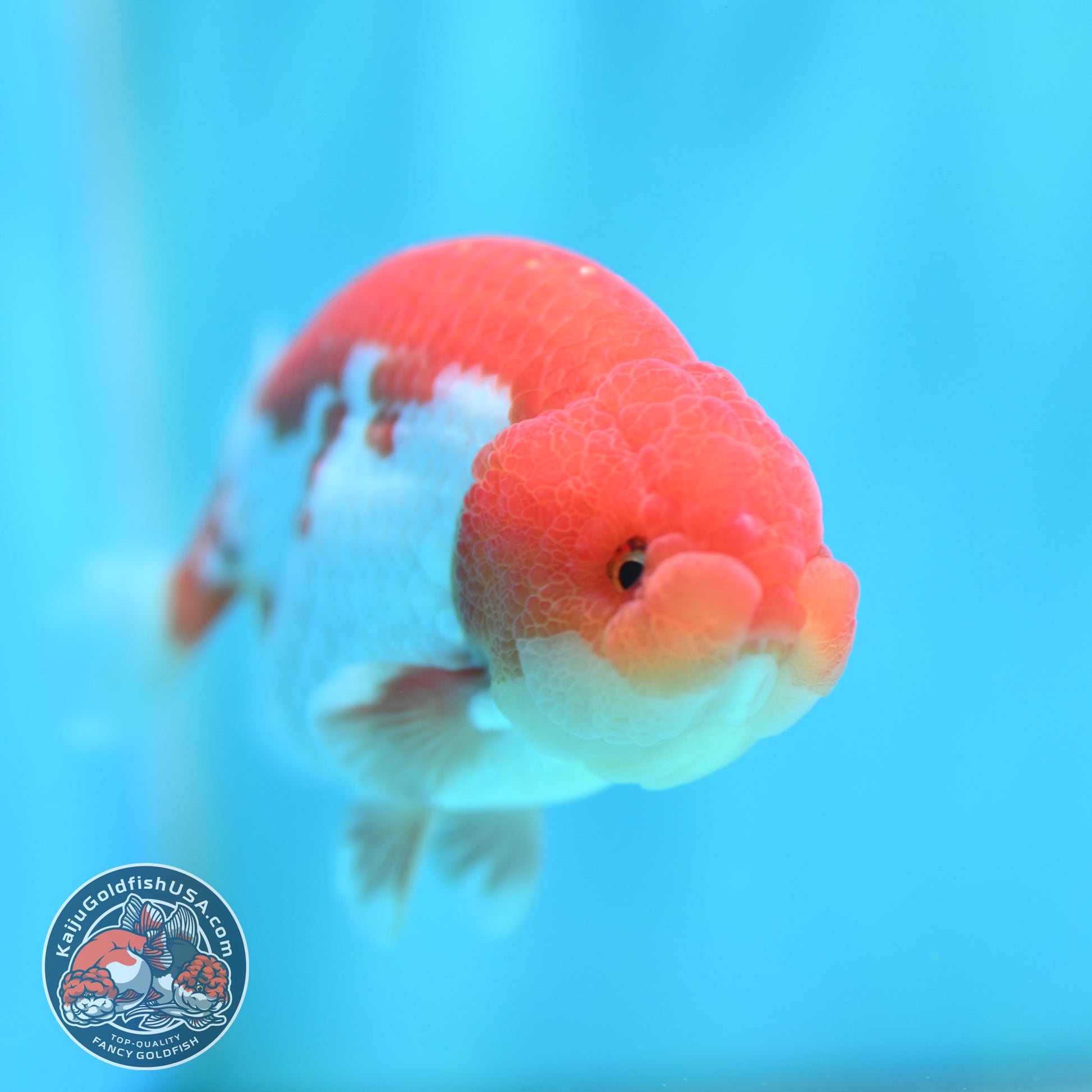 Red White Buffalo Ranchu 4 inch Body (260501_RC02)