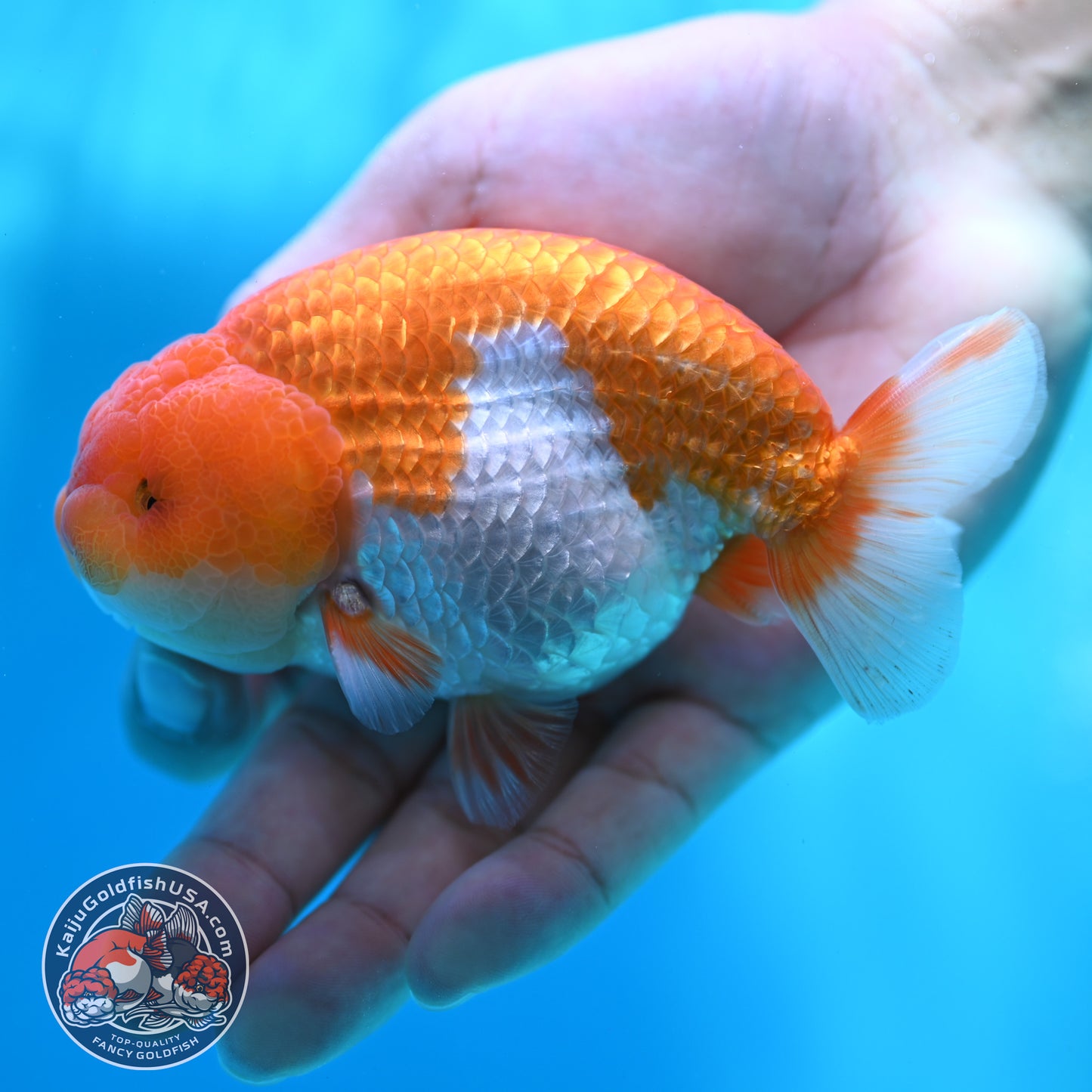 Red White Buffalo Ranchu 4 inch Body (260501_RC02)