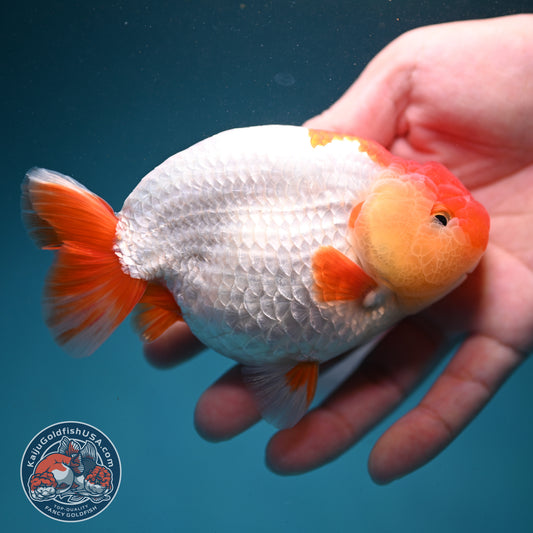Red White Buffalo Ranchu 4.5 inch Body (260731_RC02)