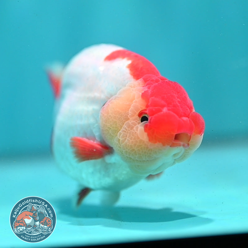 Red White Buffalo Ranchu 4.5 inch Body (260731_RC02)
