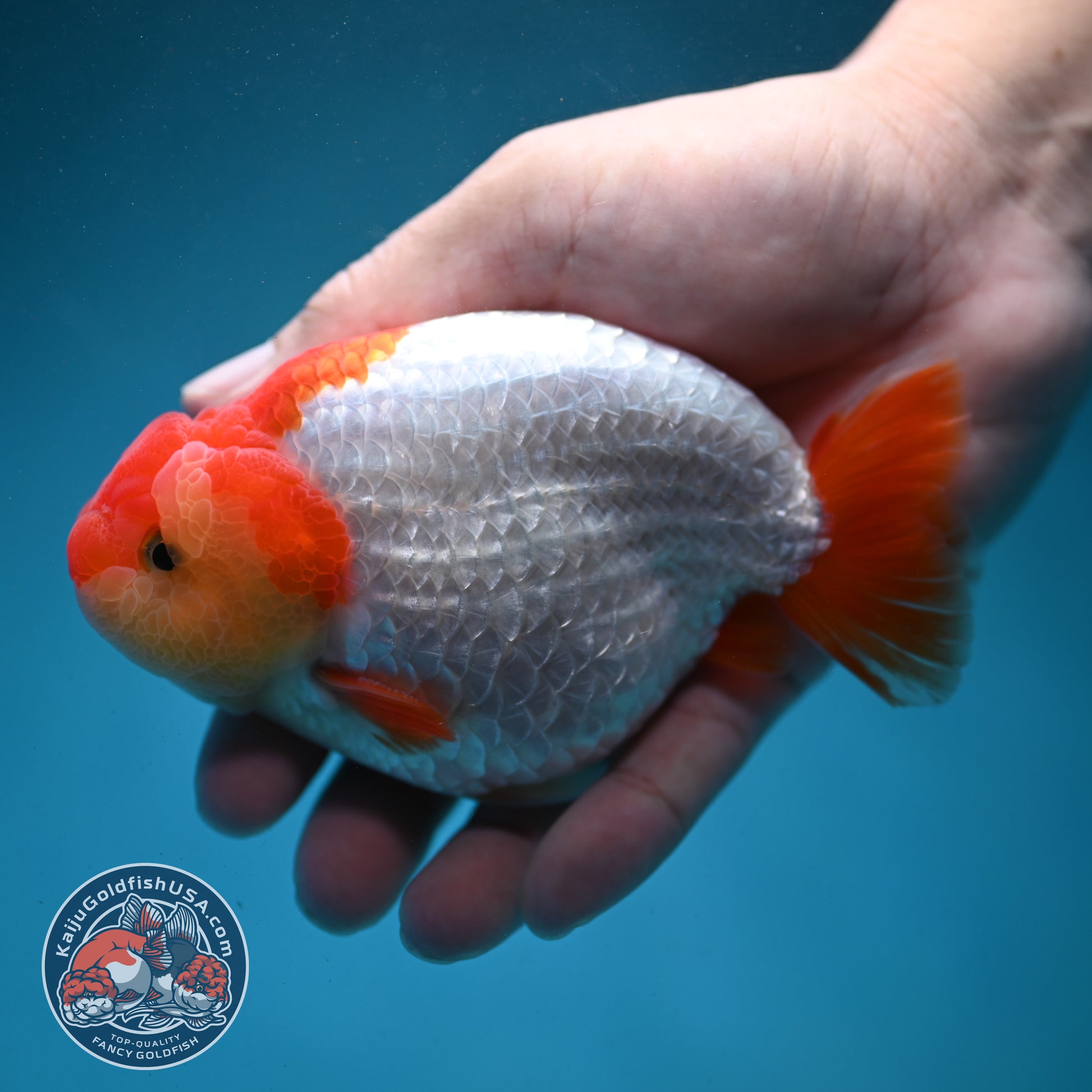 Red White Buffalo Ranchu 4.5 inch Body (260731_RC02)