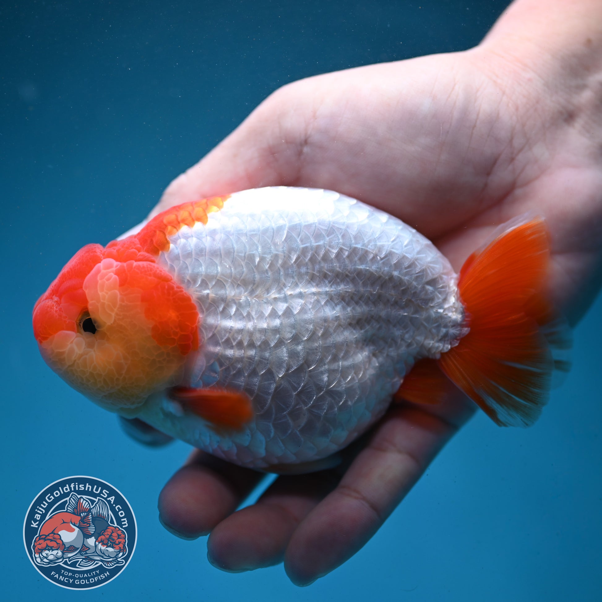 Red White Buffalo Ranchu 4.5 inch Body (260731_RC02)