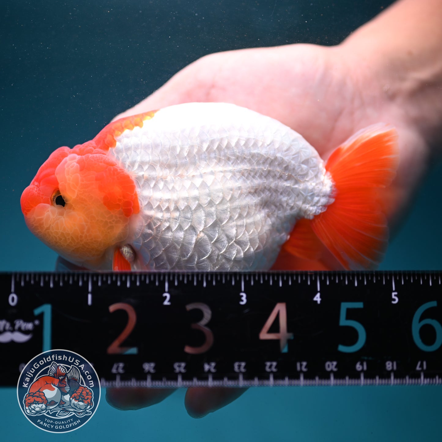 Red White Buffalo Ranchu 4.5 inch Body (260731_RC02)