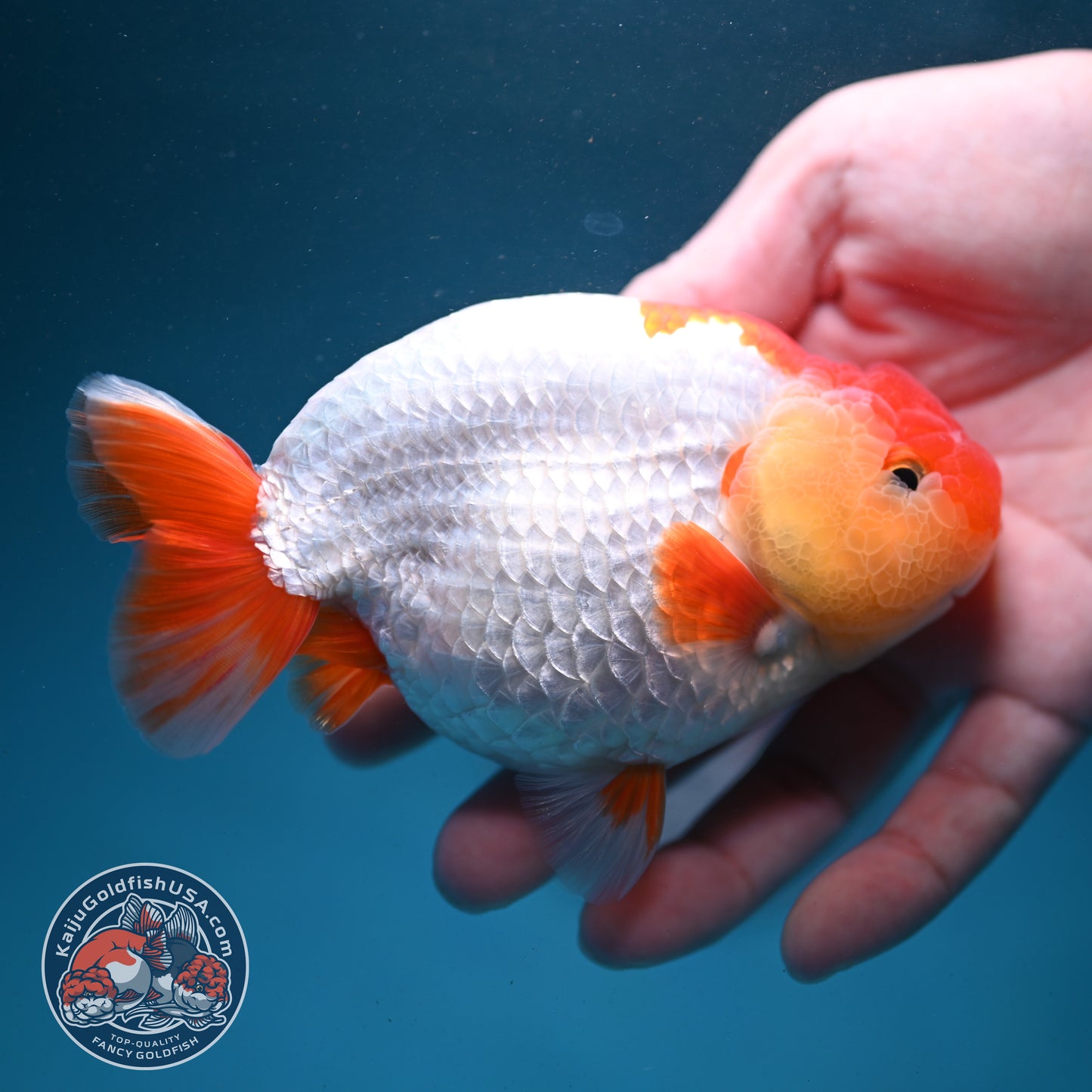 Red White Buffalo Ranchu 4.5 inch Body (260731_RC02)
