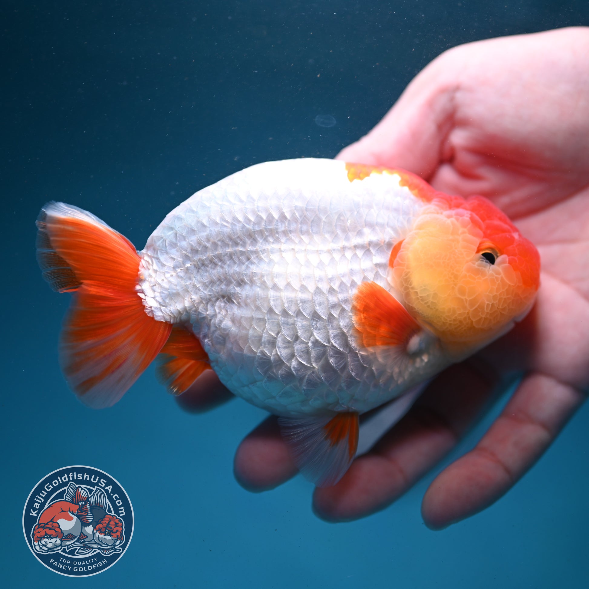 Red White Buffalo Ranchu 4.5 inch Body (260731_RC02)