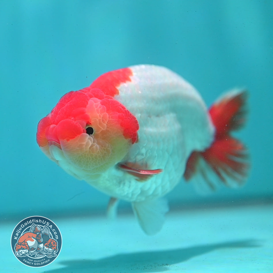 Red White Buffalo Ranchu 4.5 inch Body (260731_RC02)