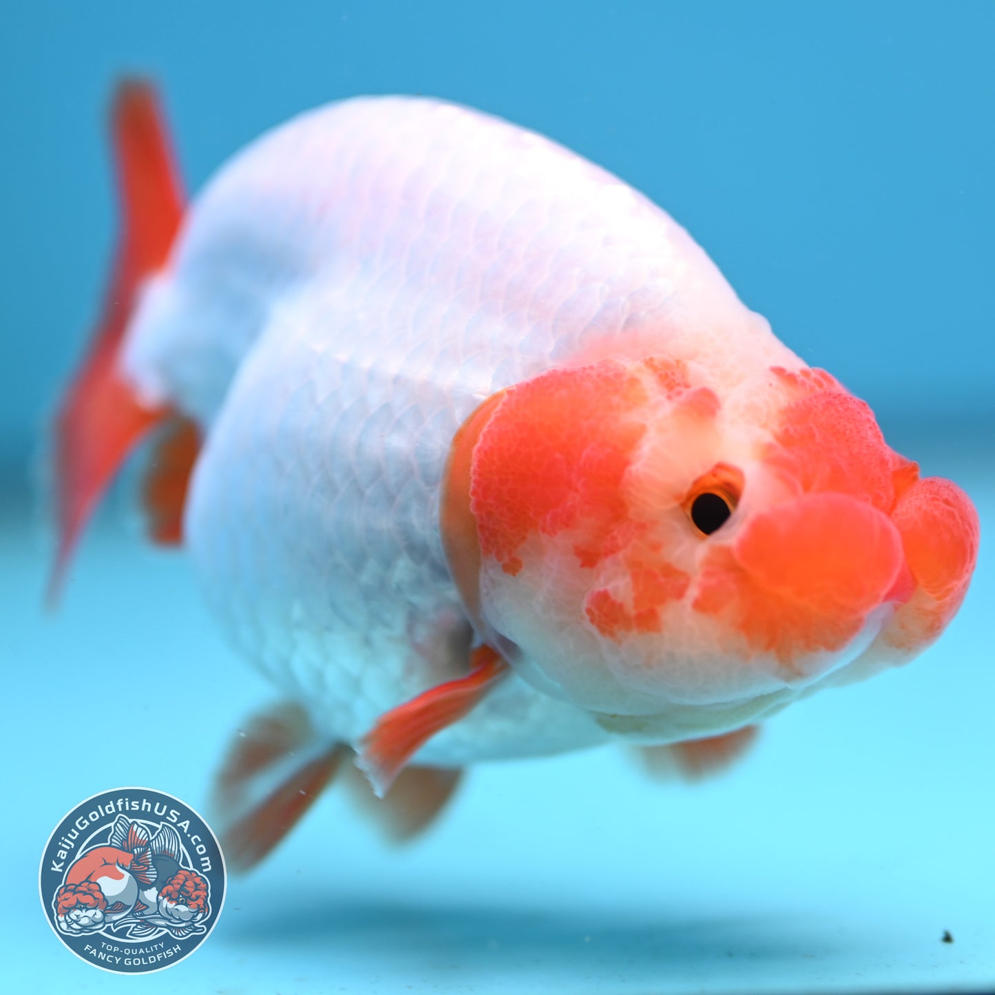 Red White Buffalo Ranchu inch Body (251205_RC02)