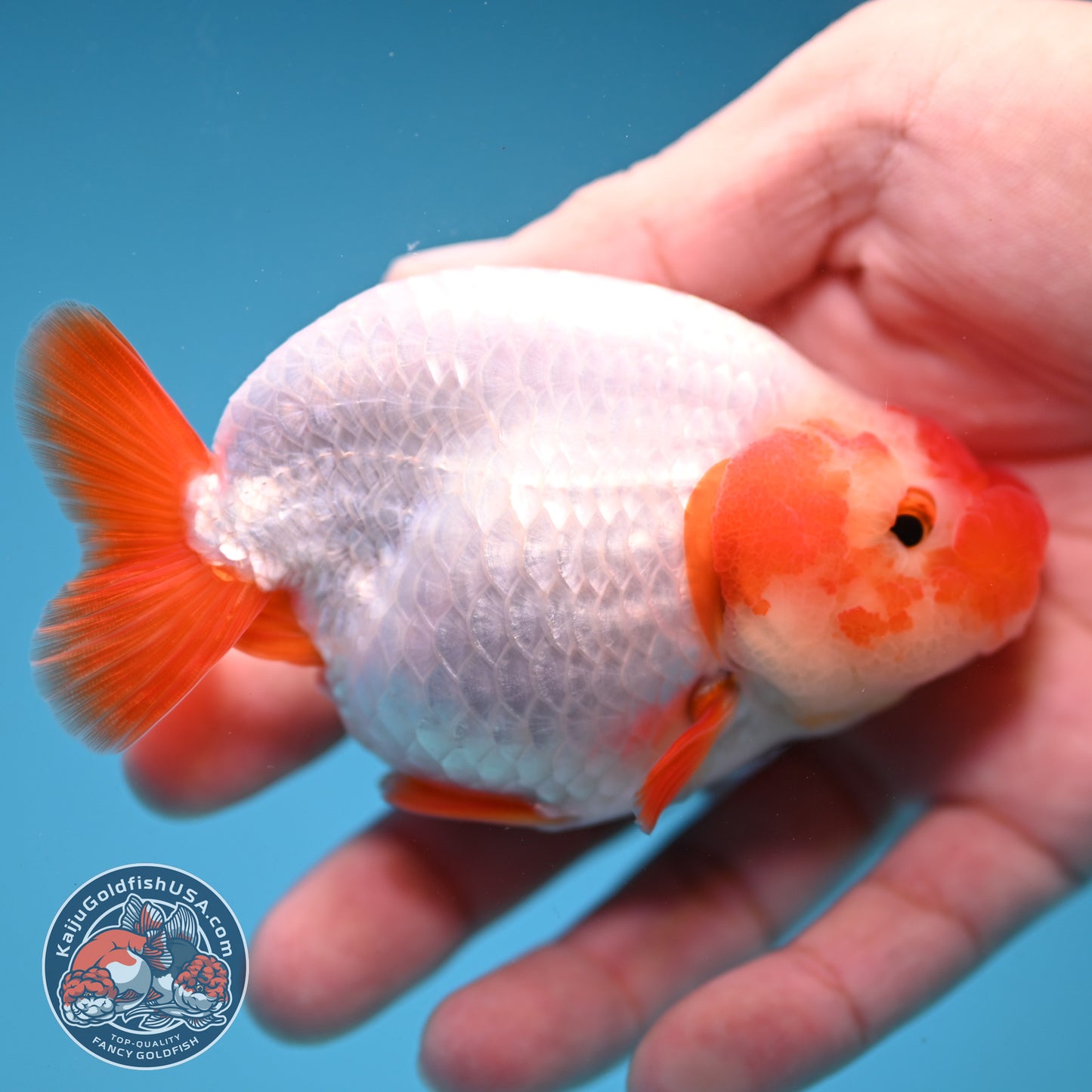 Red White Buffalo Ranchu inch Body (251205_RC02)