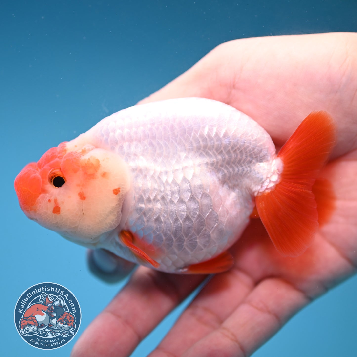 Red White Buffalo Ranchu inch Body (251205_RC02)
