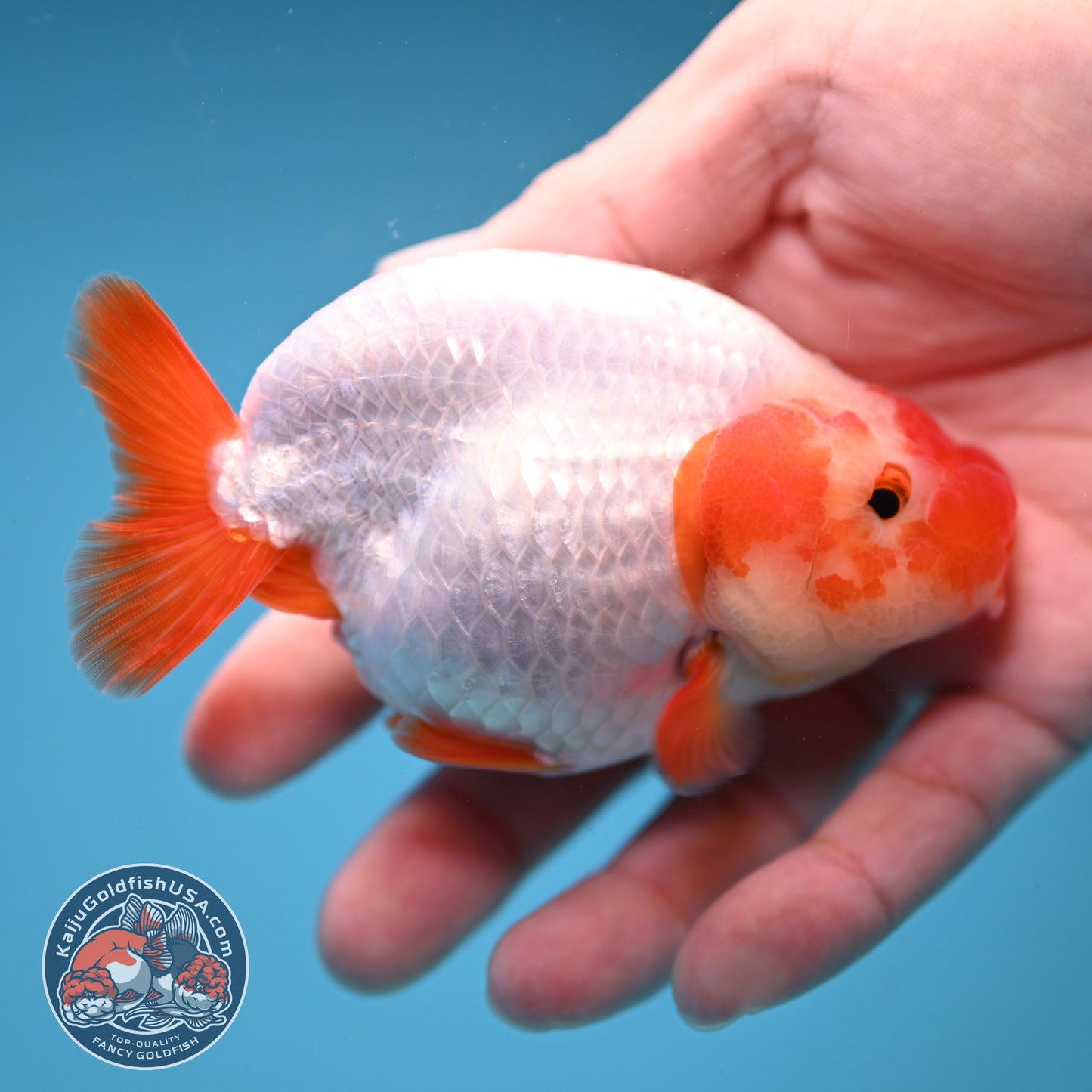 Red White Buffalo Ranchu inch Body (251205_RC02)