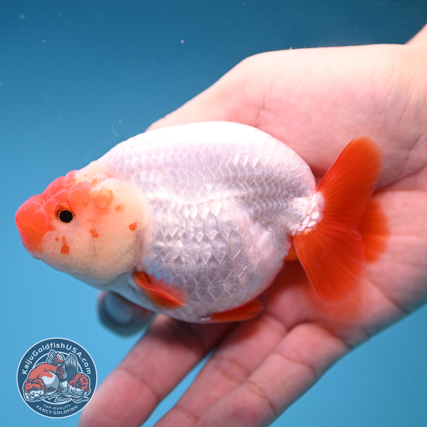 Red White Buffalo Ranchu inch Body (251205_RC02)