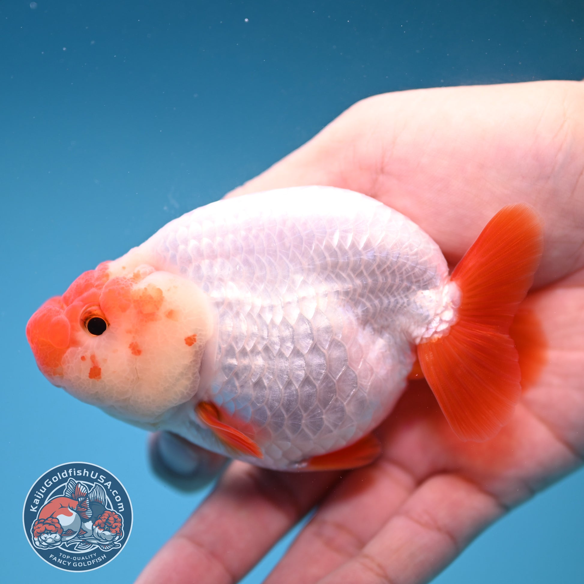 Red White Buffalo Ranchu inch Body (251205_RC02)