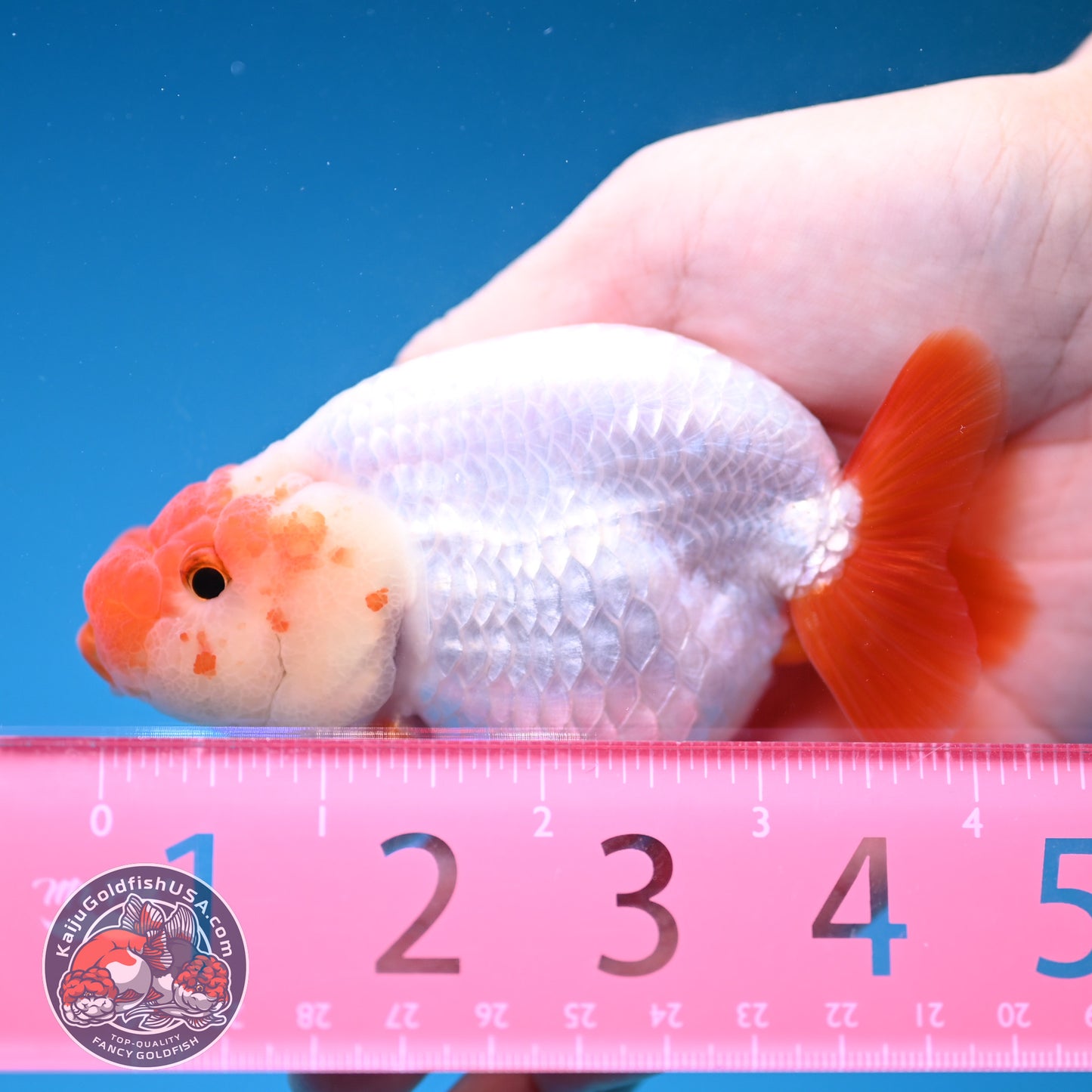 Red White Buffalo Ranchu inch Body (251205_RC02)