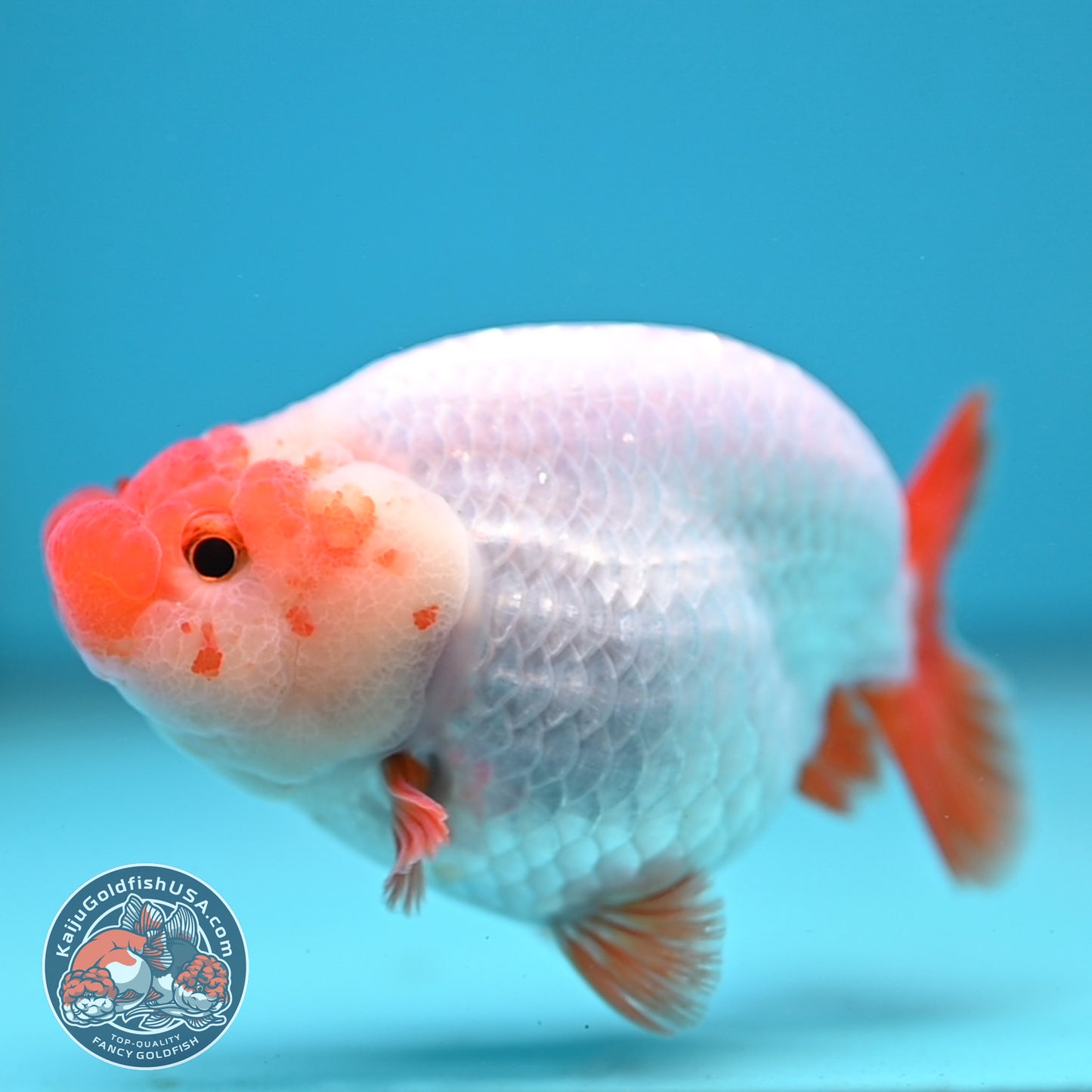 Red White Buffalo Ranchu inch Body (251205_RC02)